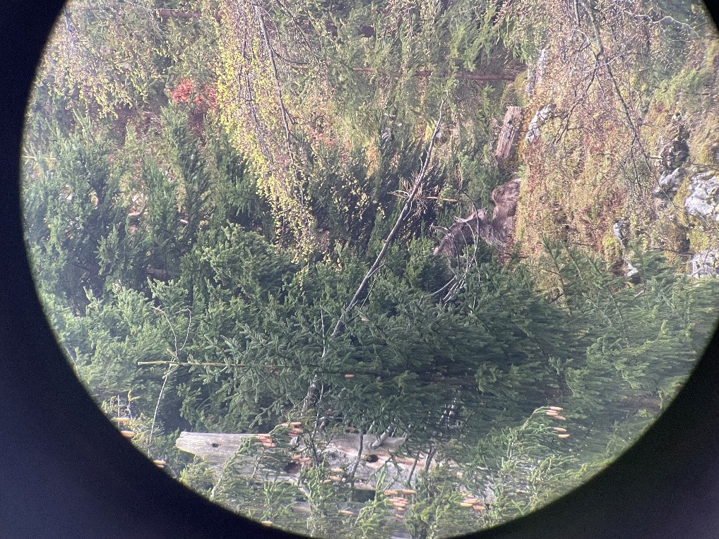 Alttier mit Kalb Alttier mit Kalb - Hörnerdörfer im Allgäu