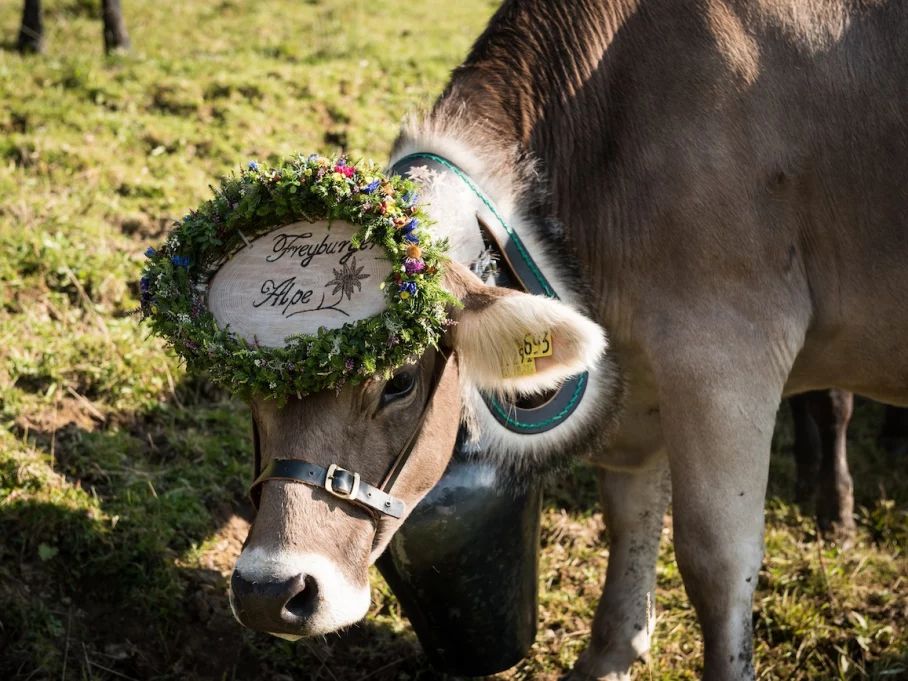 Rind mit Tafel - Hörnerdörfer im Allgäu