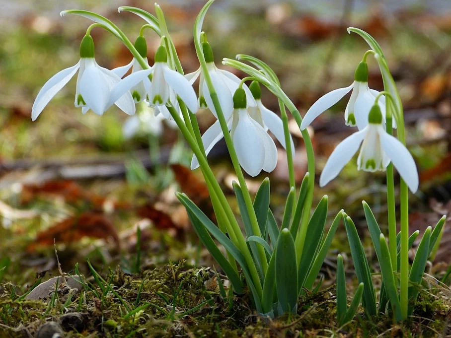 Schneeglöckchen - Frühlingsboten im Allgäu