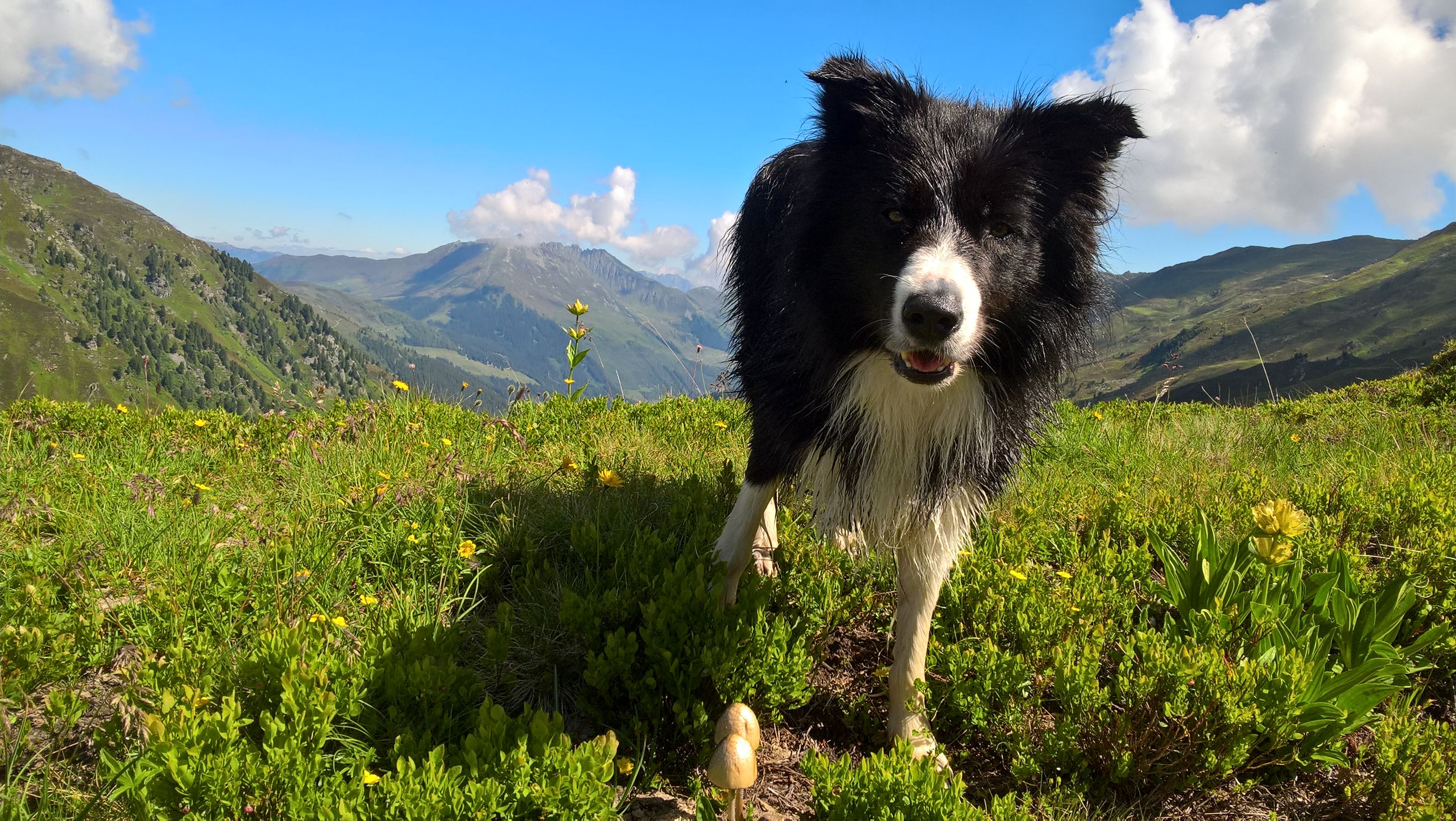 Wandern mit Hund - Hörnerdörfer im Allgäu Wandern mit Hund - Hörnerdörfer im Allgäu
