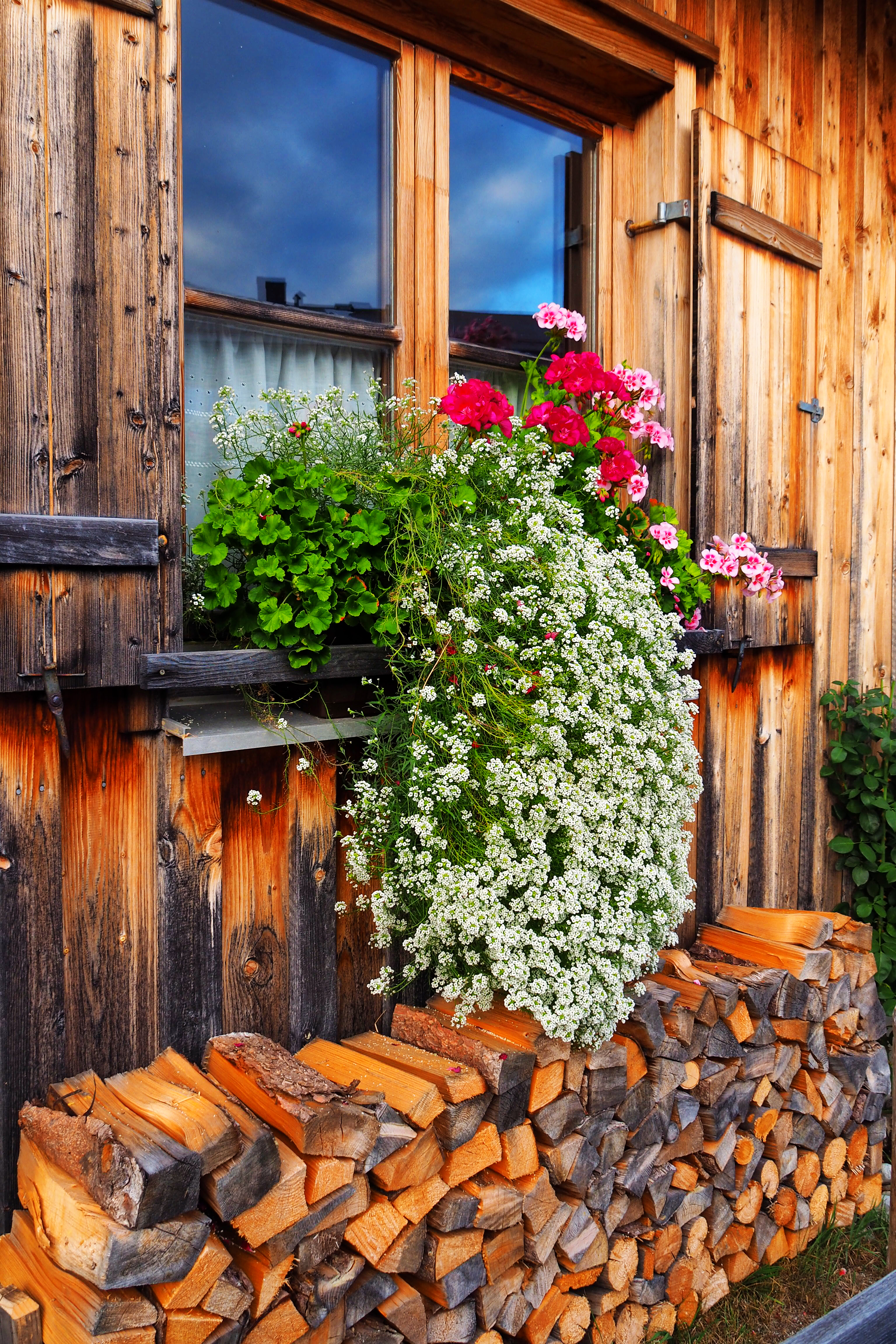 Prachtvolle Blumen an einem Holzfenster