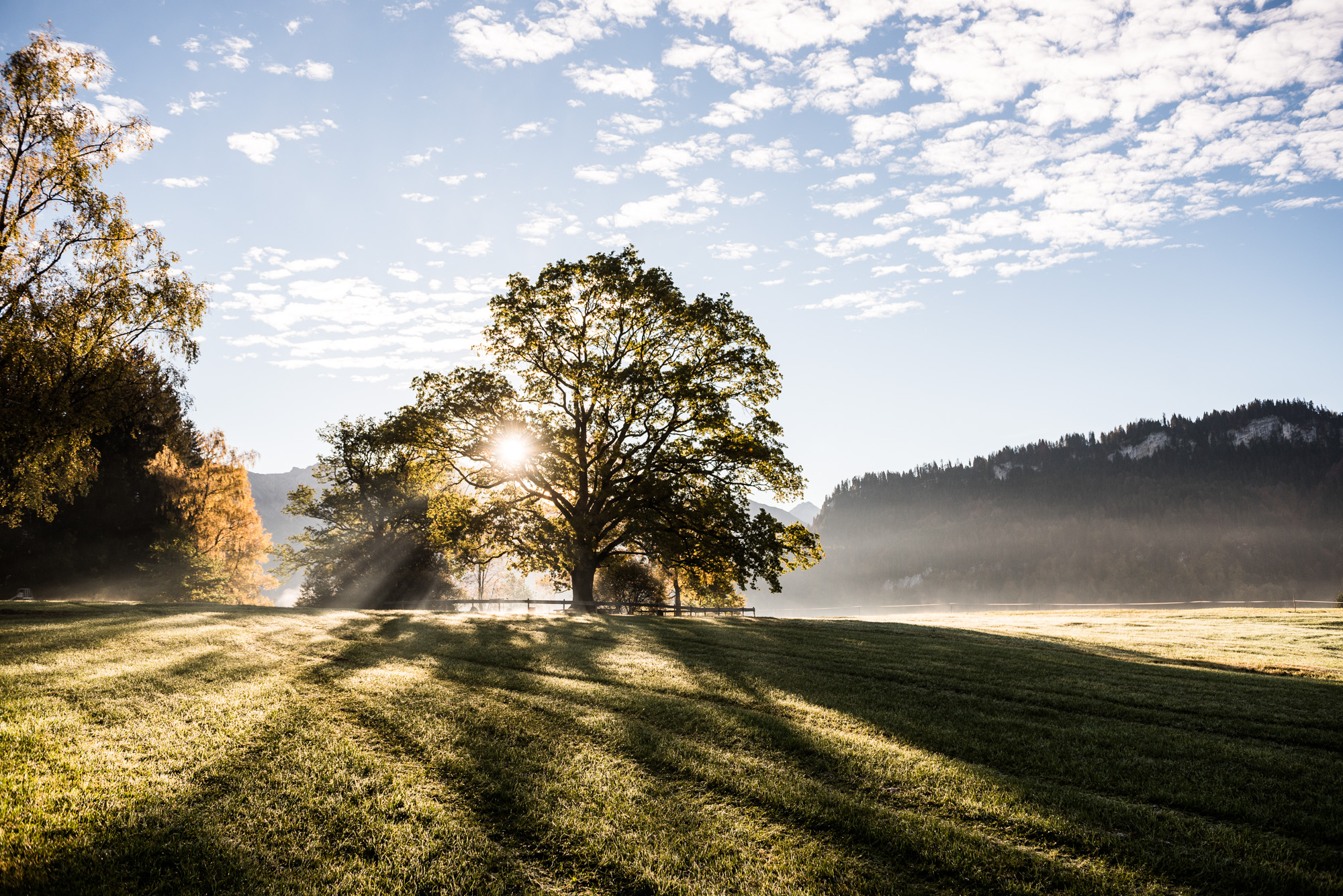 Sonnenaufgang und herrliche Herbststimmung am Ort der Besinnung in Obermaiselstein Baum in Herbststimmung in Obermaiselstein