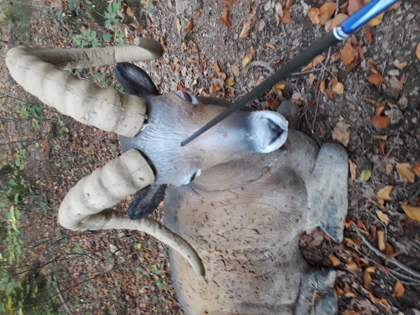 Steinbock beim Bogenschießen