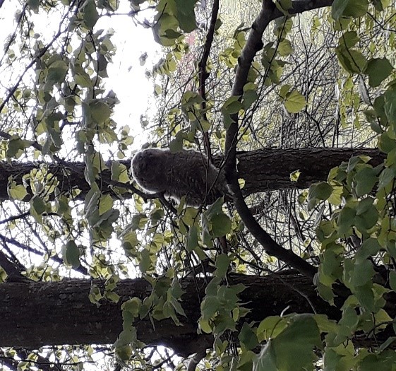 Ein Uhu auf dem Baum - Hörnerdörfer im Allgäu