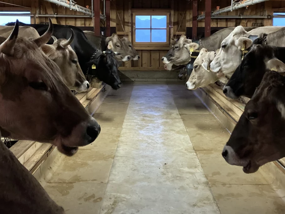 Das letzte Mal Stall... Das letzte Mal Stall auf der Alpe Ornach - Hörnerdörfer im Allgäu