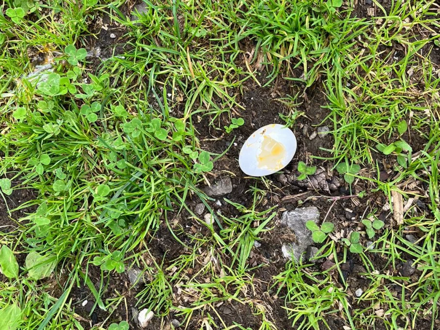 Die Überbleibsel vom Eierdieb. Die Überbleibsel vom Eierdieb - Hörnerdörfer im Allgäu