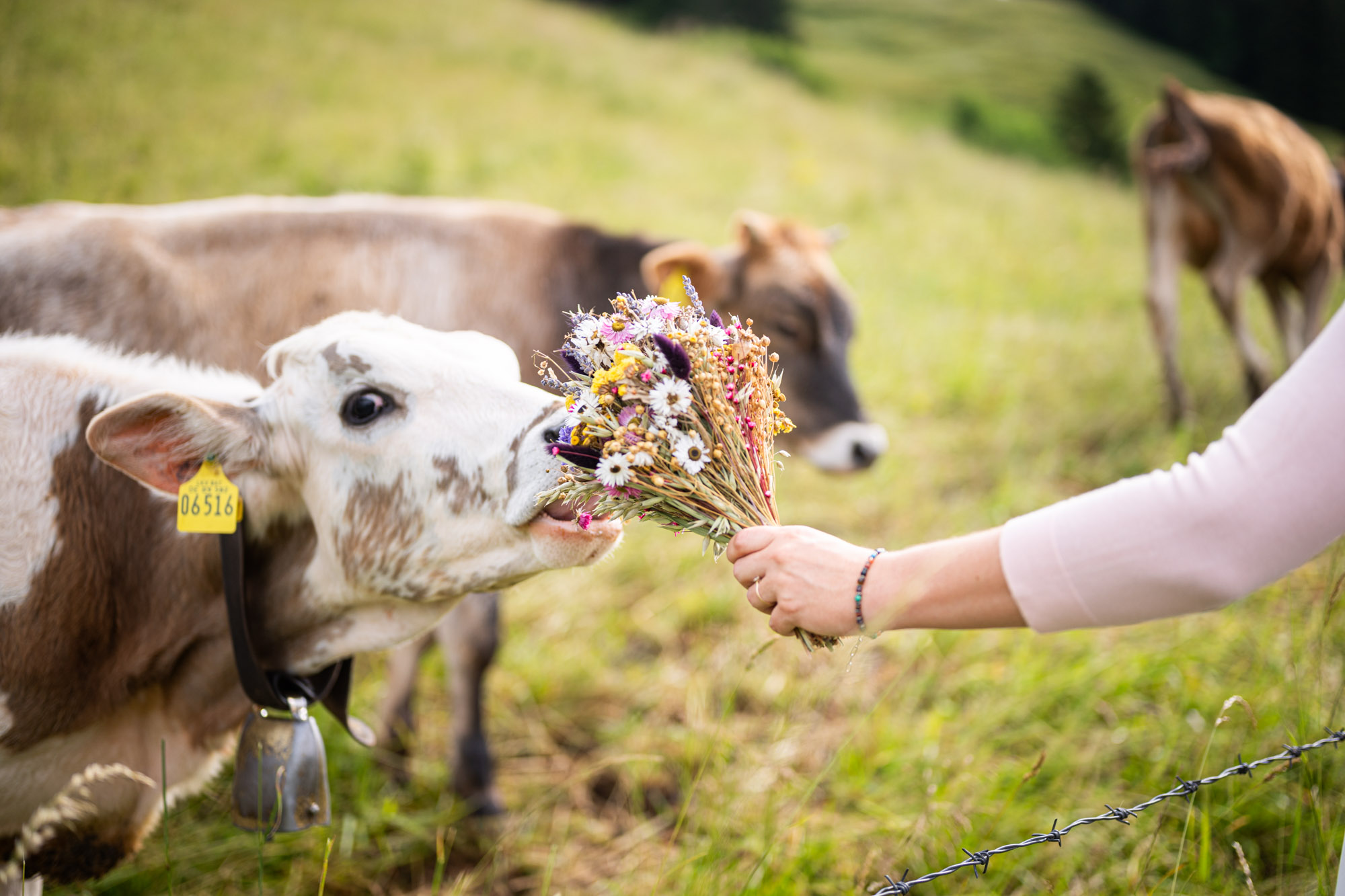 Braut hält Blumen an Allgäuer Kuh, Kuh frisst Blumen.