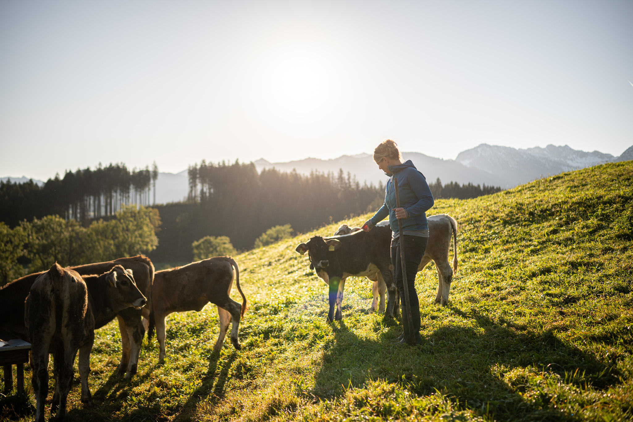 Haslach-Hof, Marion Martin bei den Kälbern Haslach-Hof, Marion Martin bei den Kälbern in Bolsterlang in den Hörnerdörfern im Allgäu