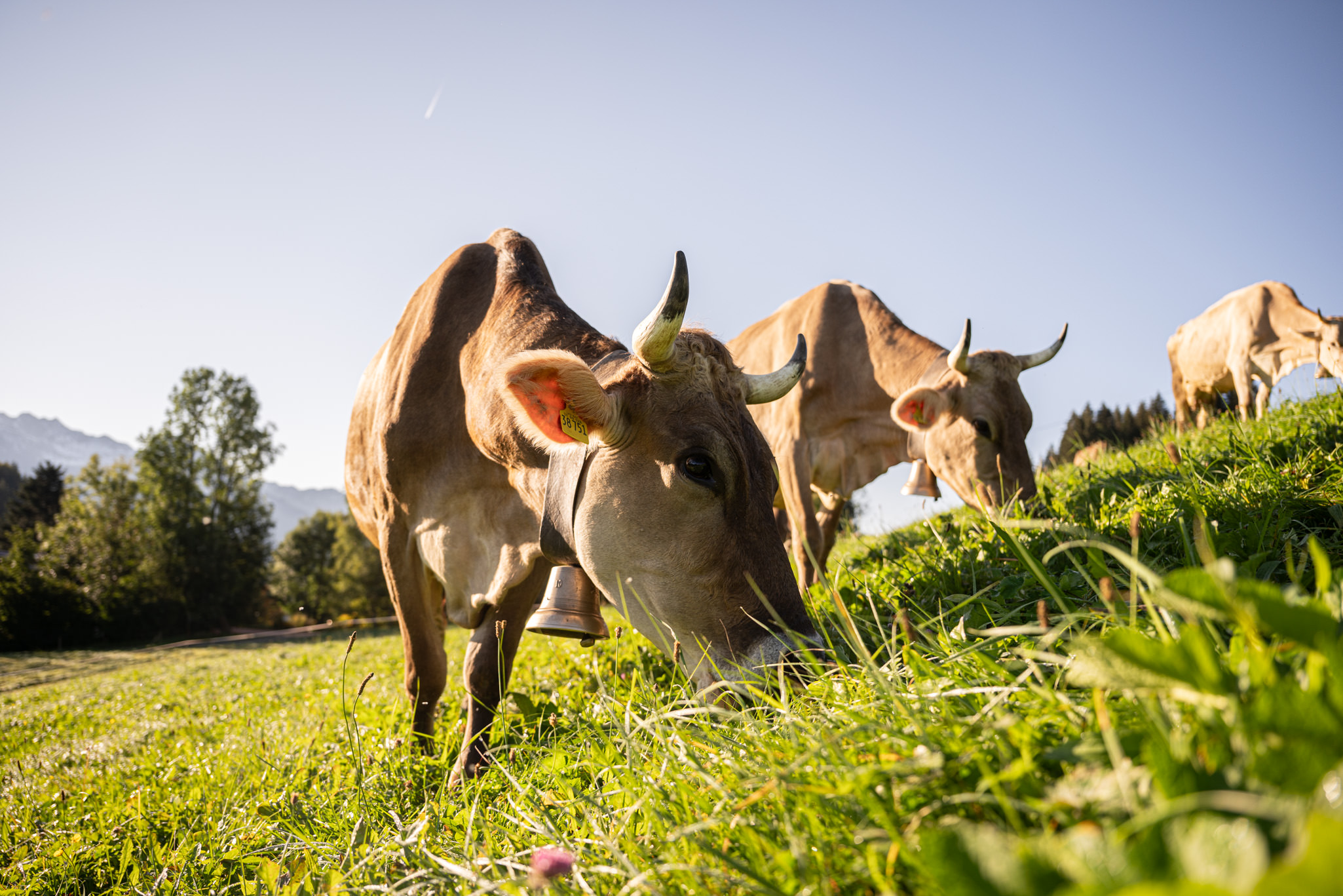 Allgäuer Braunvieh auf der Wiese Allgäuer Braunvieh auf der Wiese beim Fressen in Bolsterlang in den Hörnerdörfern im Allgäu