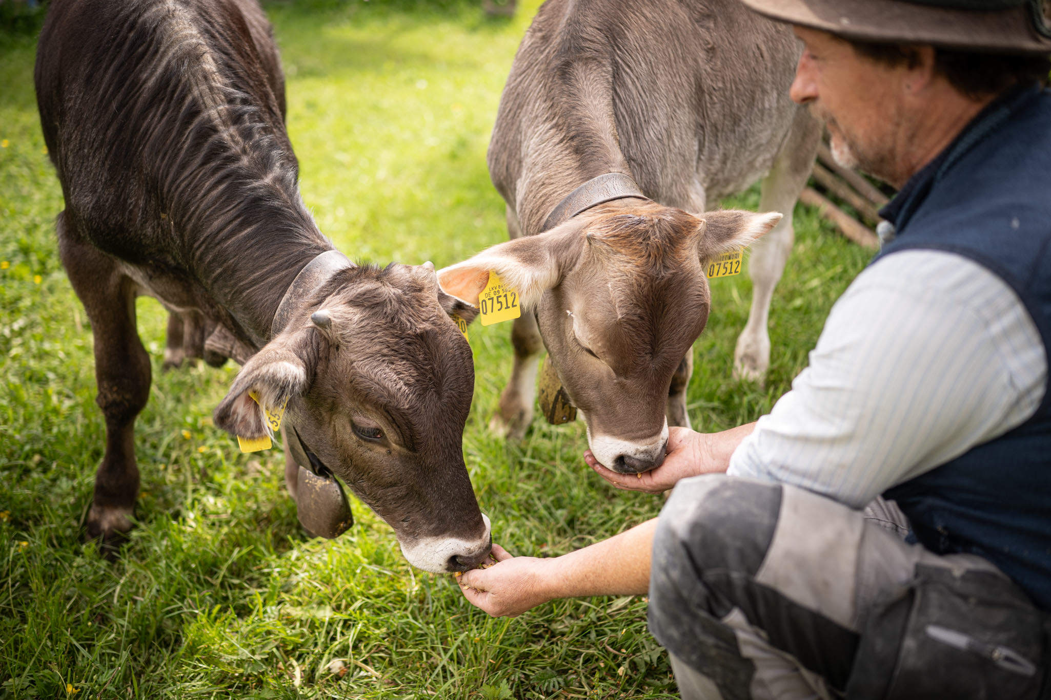 Die Ochsen ernähren sich von frischem Gras und Heu Die Ochsen ernähren sich von frischem Gras und Heu