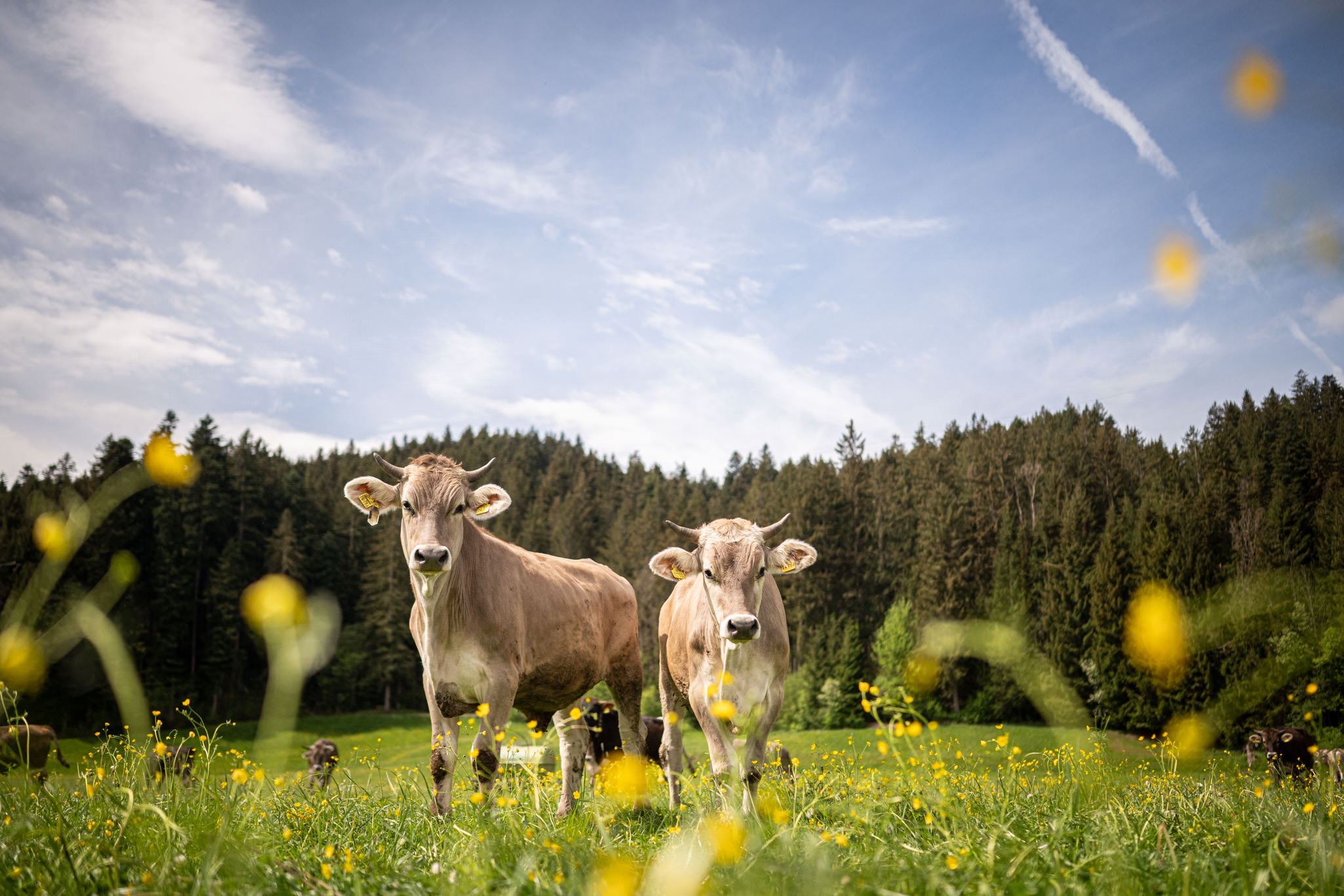 Die Heuhornochsen - Wie gutes Fleisch (fast) zum Kinderspiel wird
