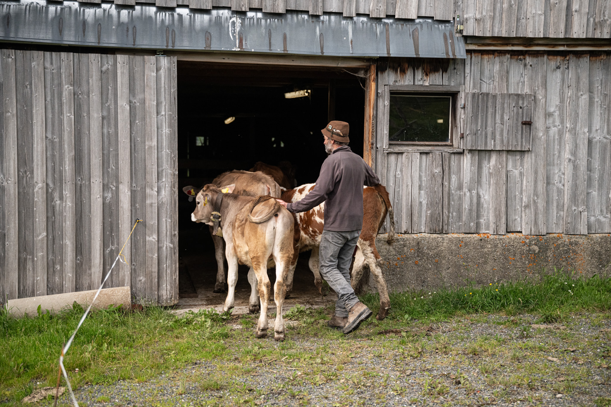 Dietmar Martin zieht die Heuhornochsen in Sigishofen auf Dietmar Martin zieht die Heuhornochsen in Sigishofen auf