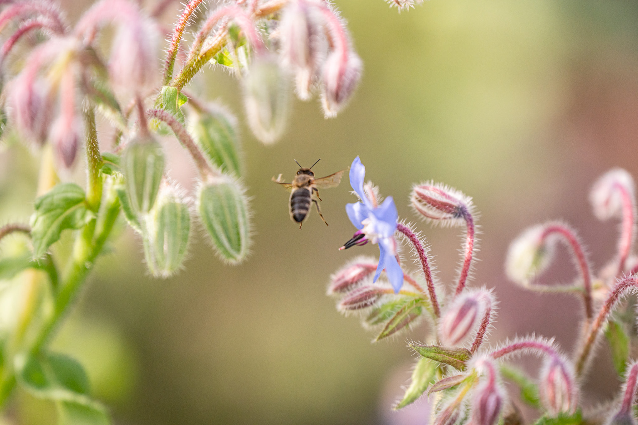 Hörnerdörfer Genuss - Mit Kräutern würzen, heilen, genießen lernen Hörnerdörfer Genuss - Mit Kräutern würzen, heilen, genießen lernen