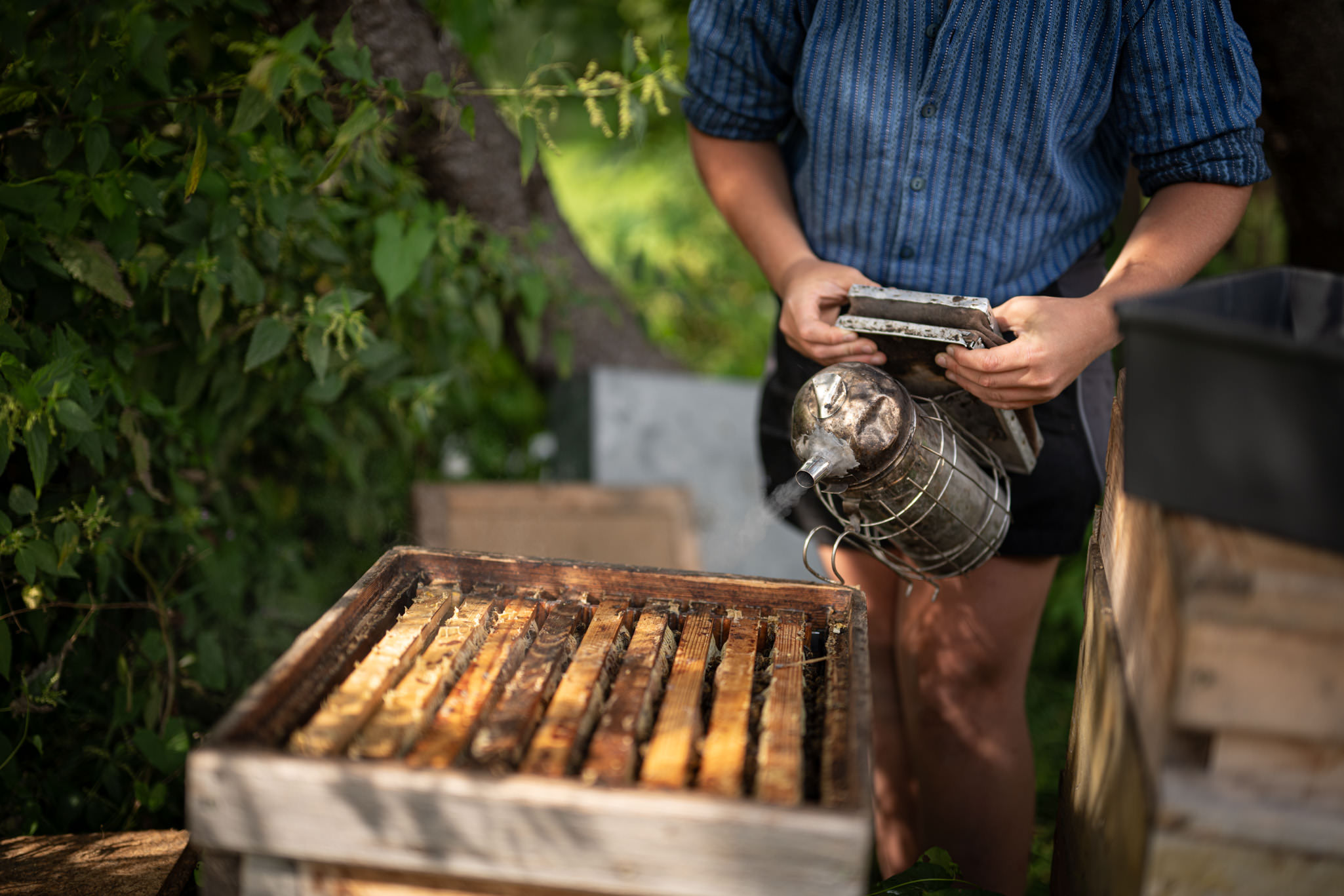 Honig von den Bienen auf dem Landhof Schmid in Ofterschwang
