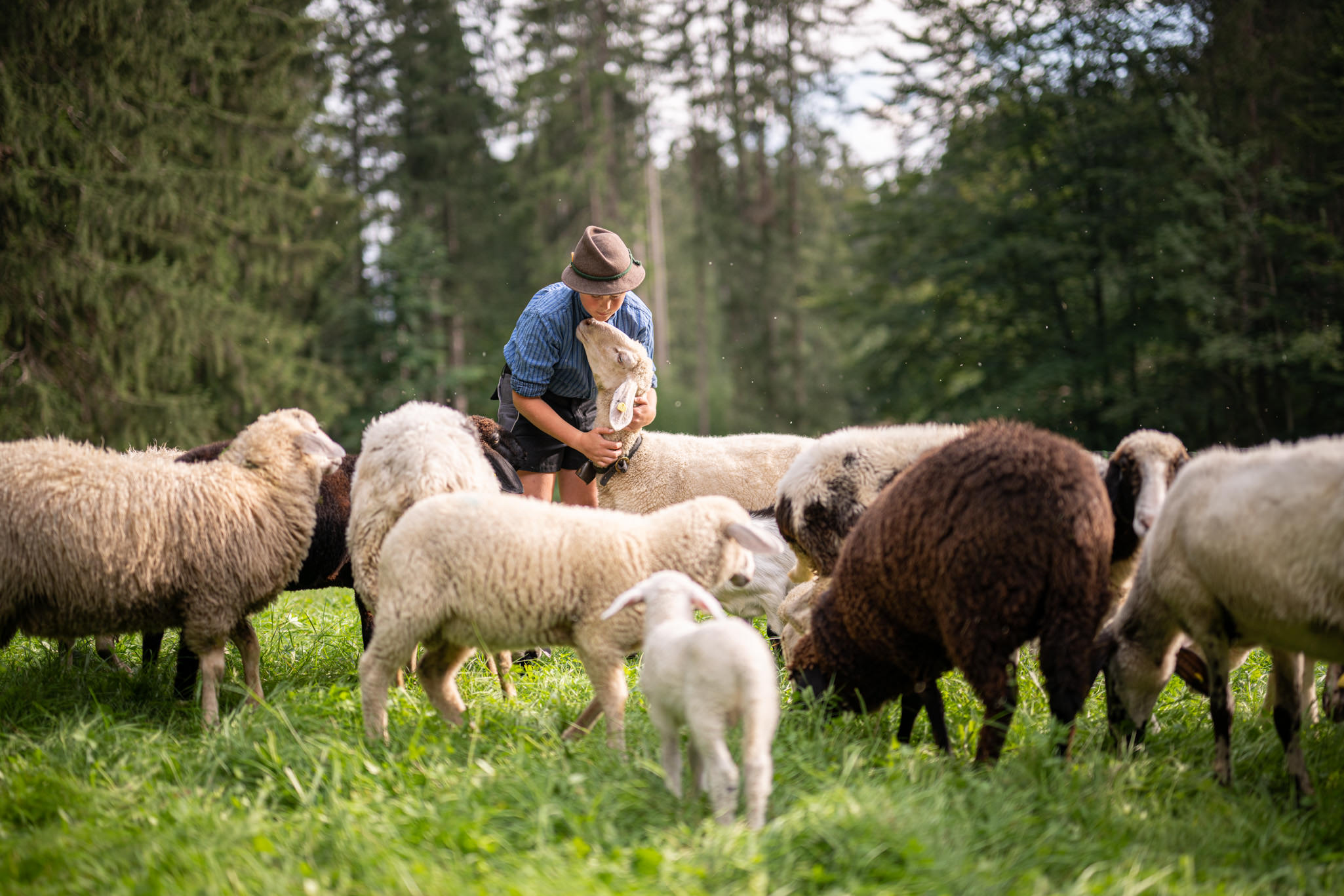 Schafherde auf dem Landhof Schmid in Ofterschwang