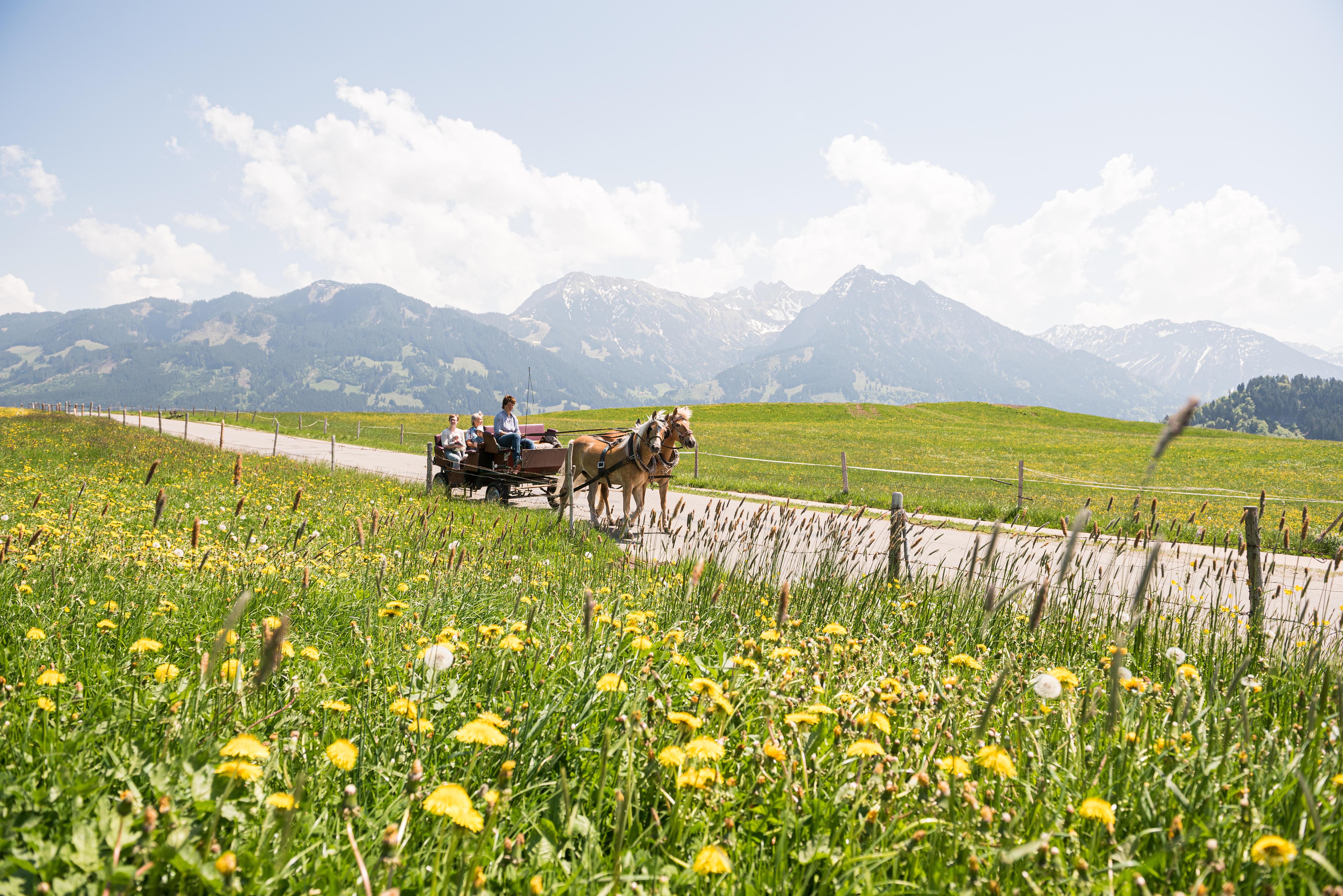 Sommerliche Kutschfahrt und die Allgäuer Landschaft genießen - Hörnerdörfer im Allgäu