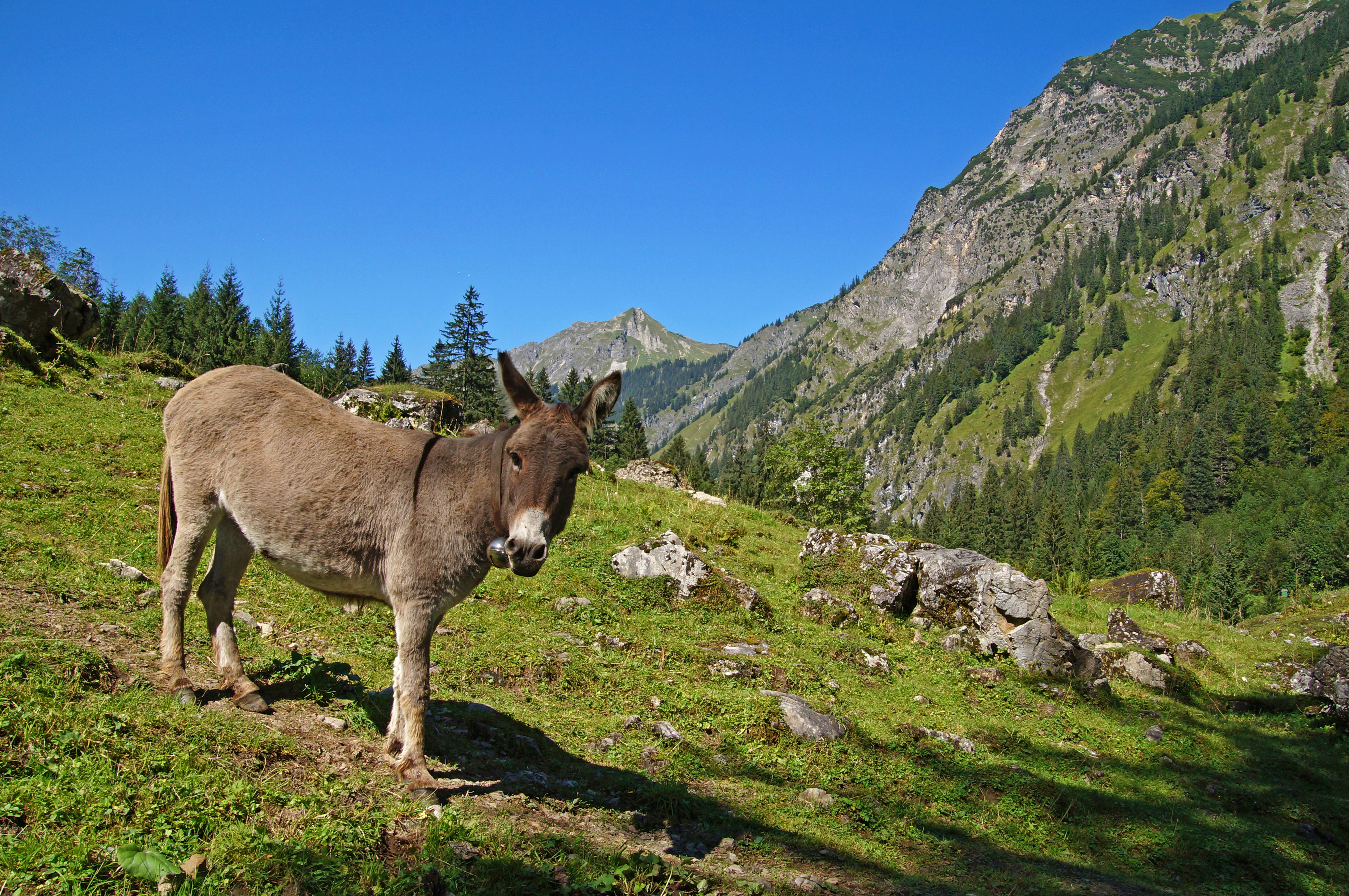 Esel auf einer Alm am Besler in den Allgäuer Hörnerdörfern