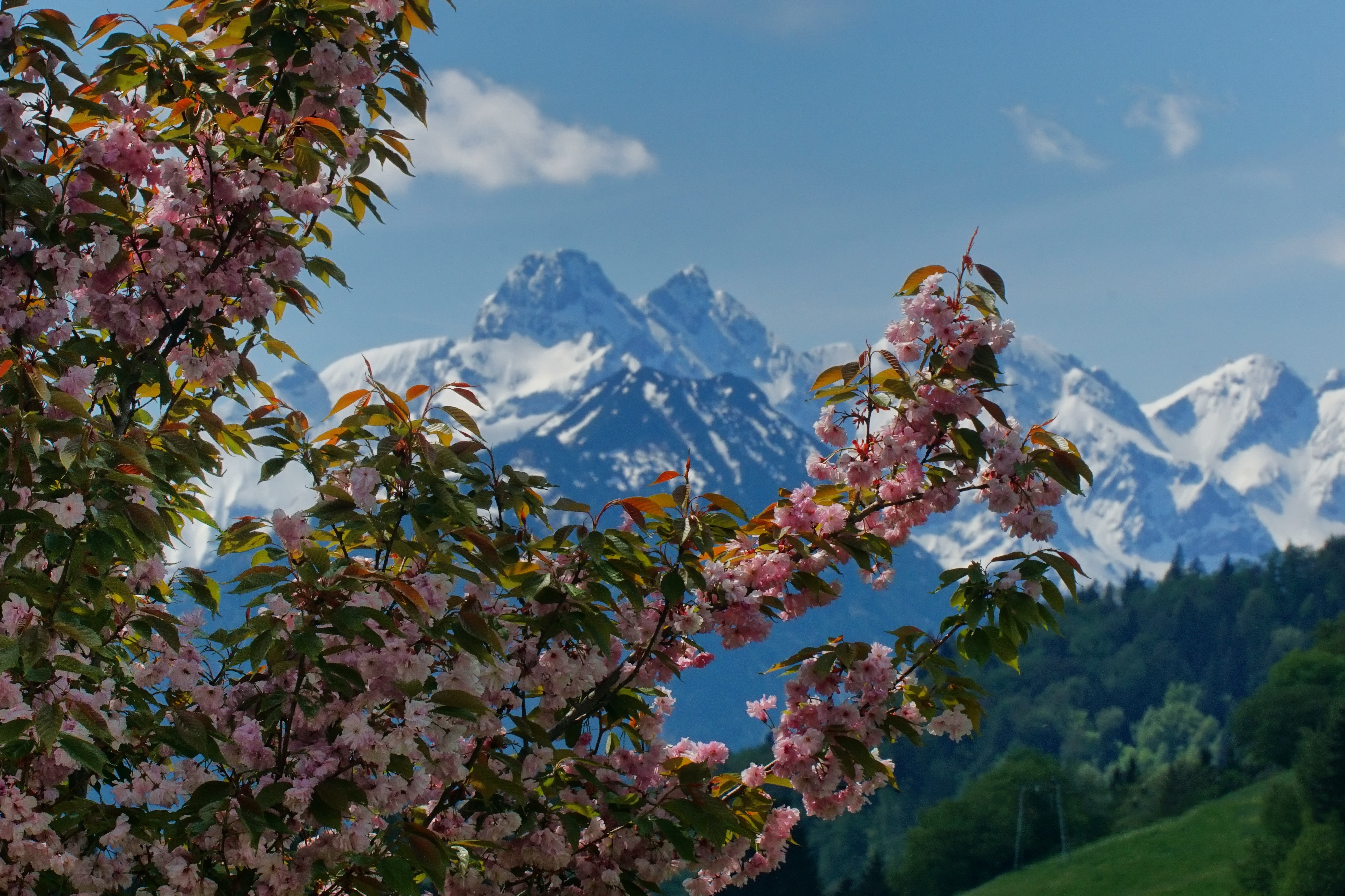 Blühende Frühlingszweige, im Hintergrund die verschneiten Oberstdorfer Berge