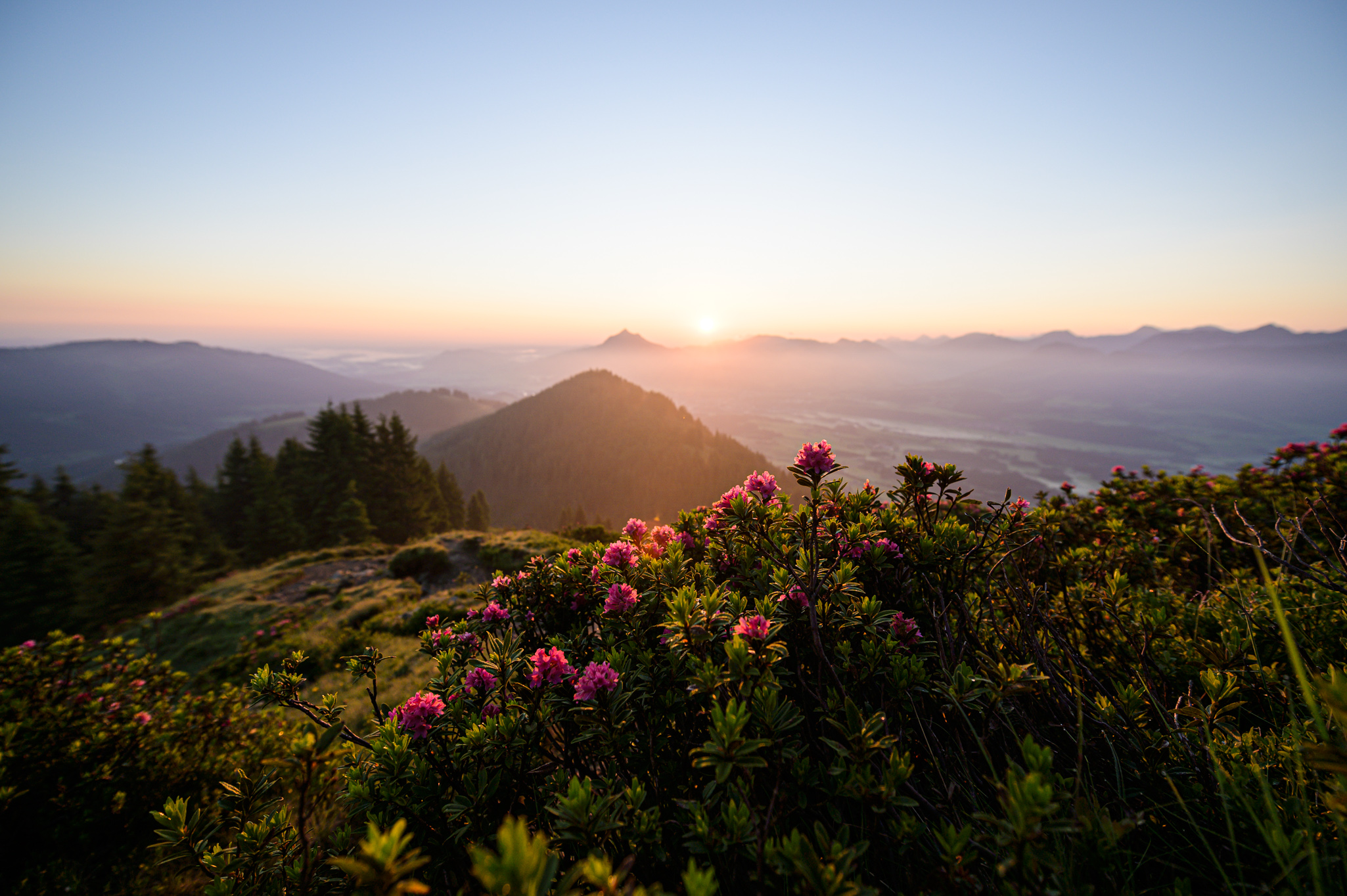 Alpenrosen am Rangiswanger Horn zum Sonnenaufgang