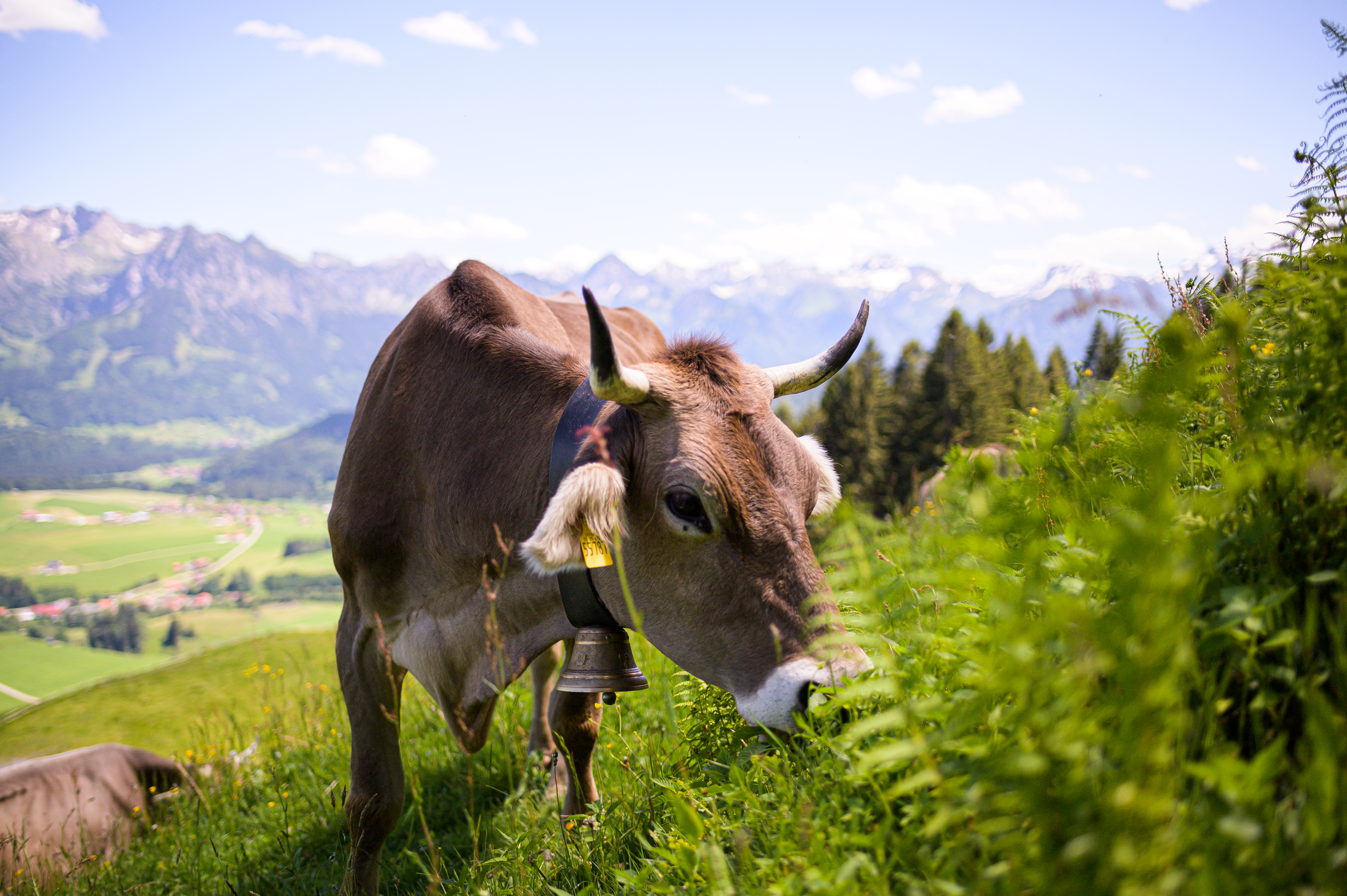Das Allgäuer Braunvieh prägt die Lebensweise und Kultur im Allgäu - Hörnerdörfer im Allgäu