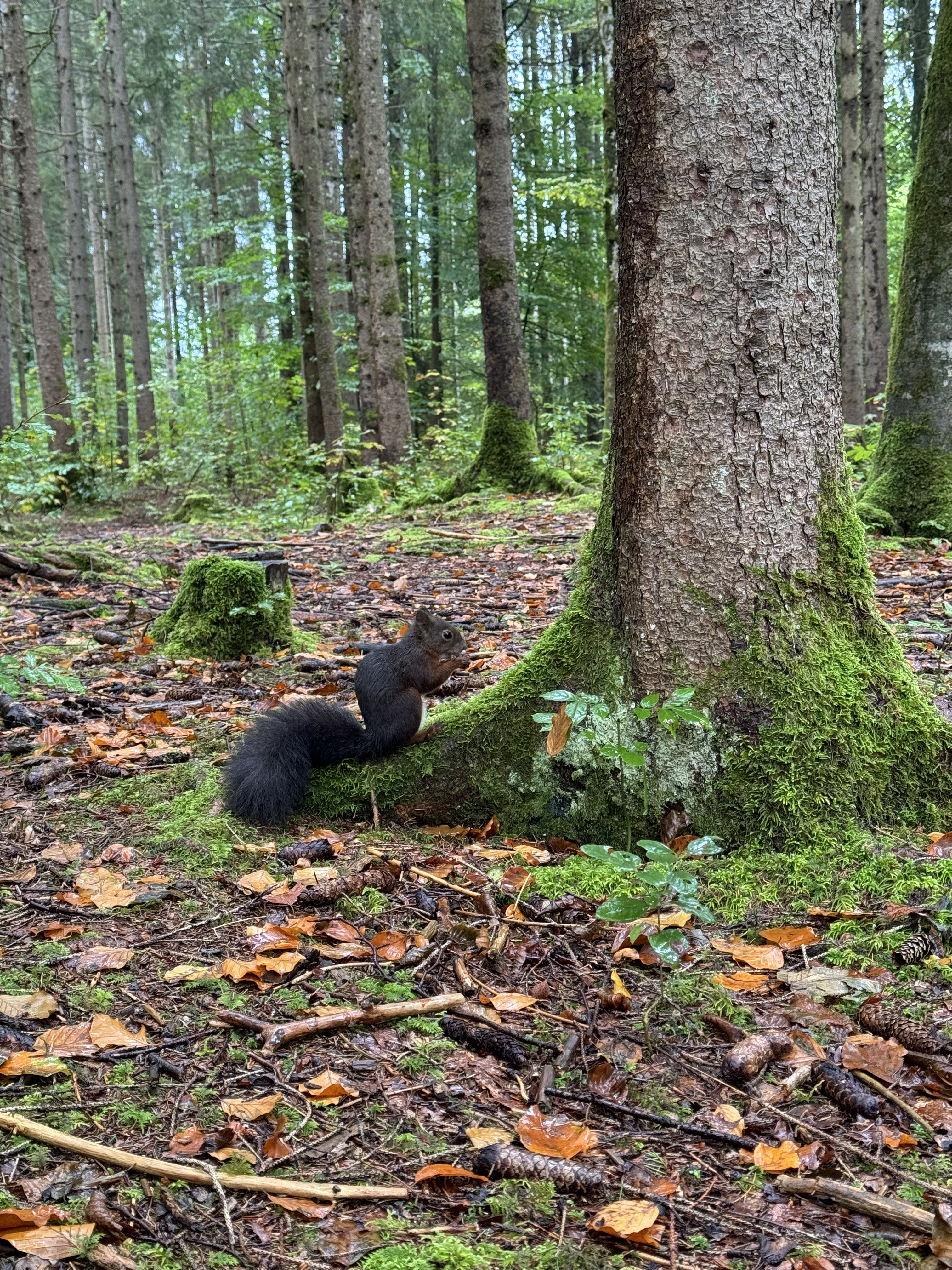 Eichhörnchenwald Fischen Ein Eichhörnchen frisst Nüsse an einem Baum im Weidachwald bei Fischen in den Hörnerdörfern im Allgäu.