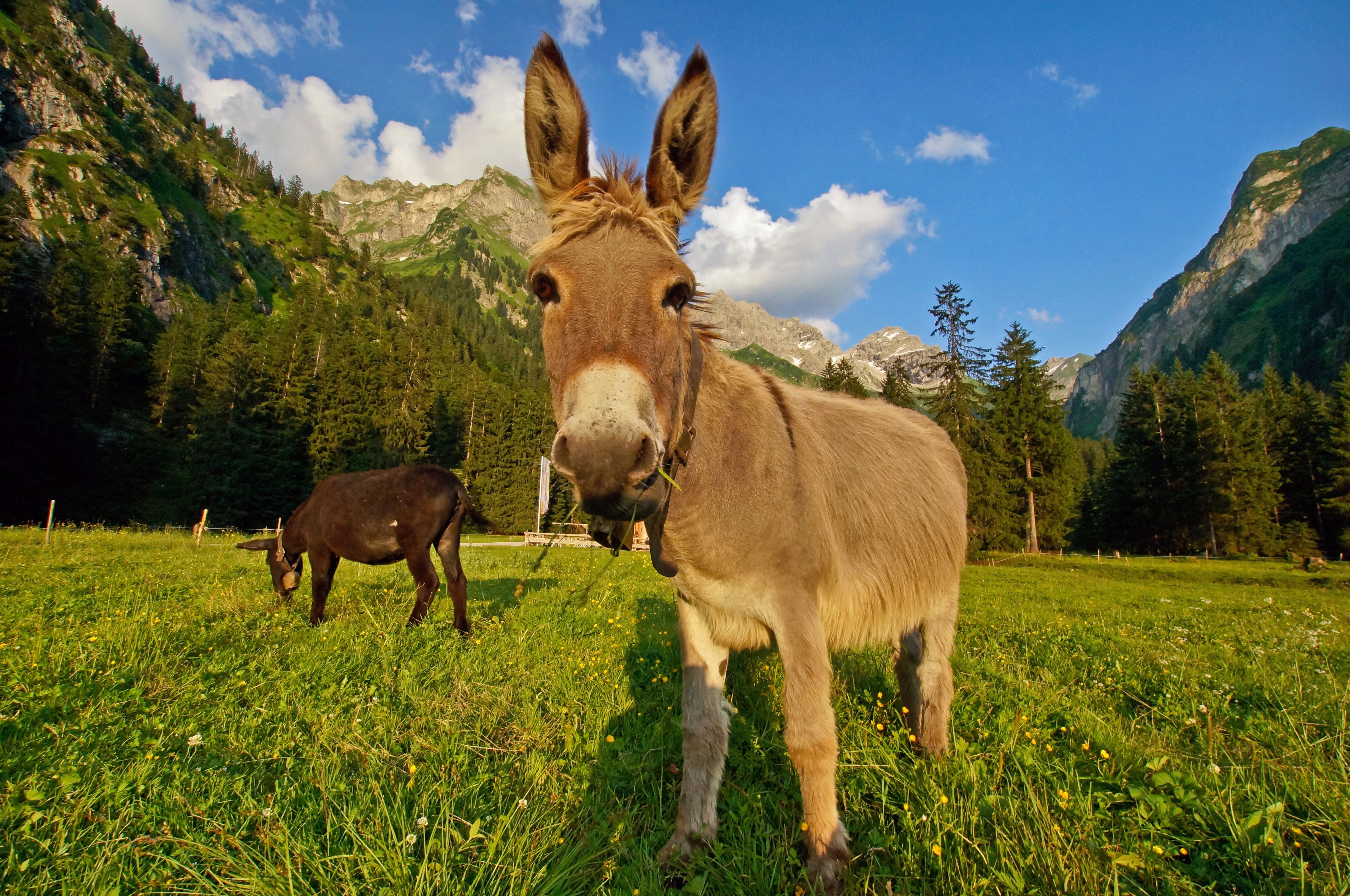 Zwei Esel auf einer grünen Wiese vor einem Bergpanorama.
