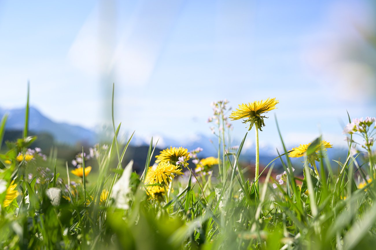Titelbild vom Flyer "Fischinger Kulturzeit 2025": Frühlingswiese in den Hörnerdörfern