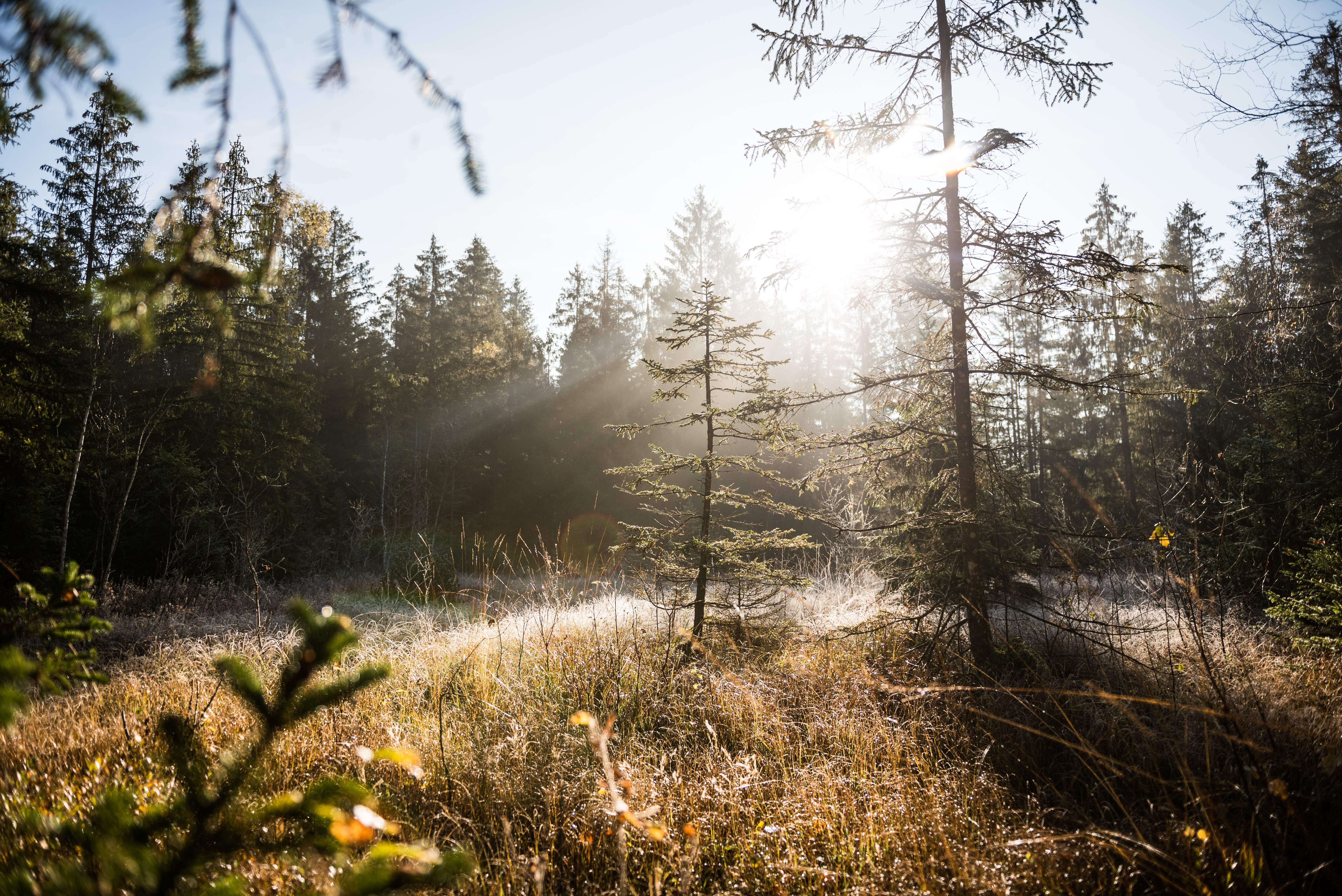 Herbstliche Stimmung im Tiefenberger Moos bei Ofterschwang