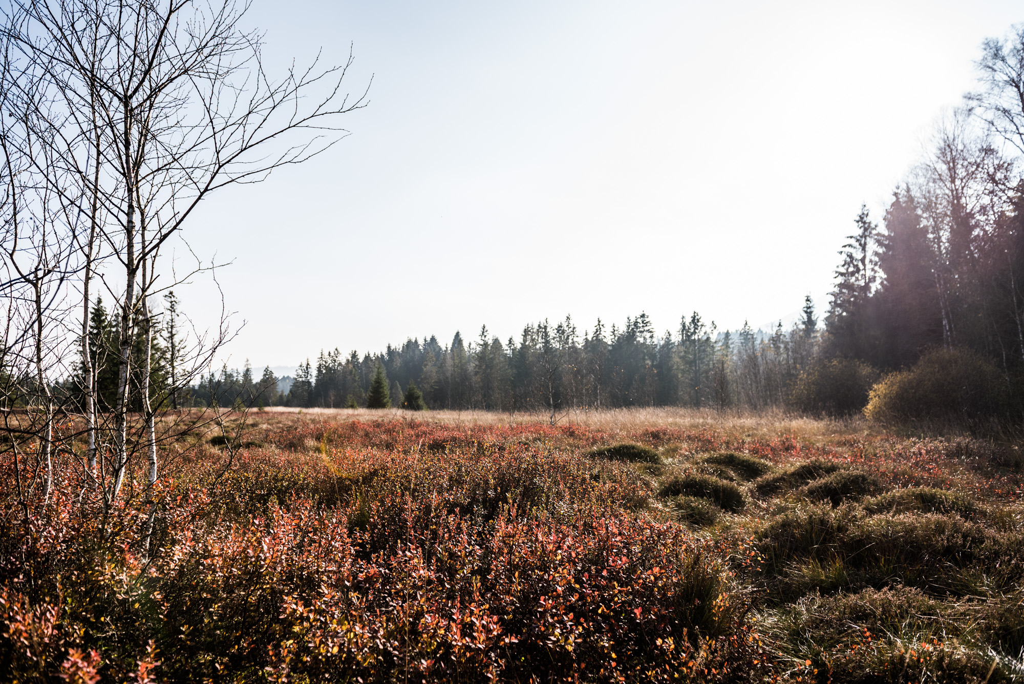 Herbstlandschaft am Moor - Hörnerdörfer im Allgäu