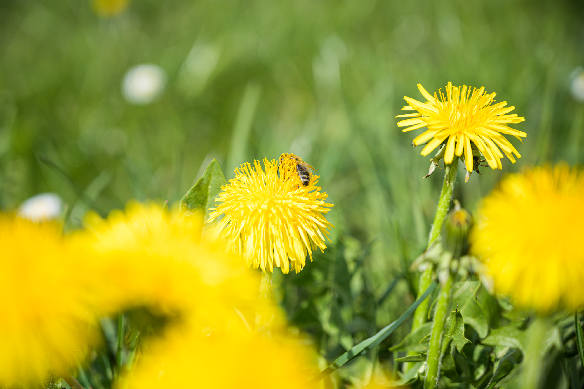 Biene auf Löwenzahn