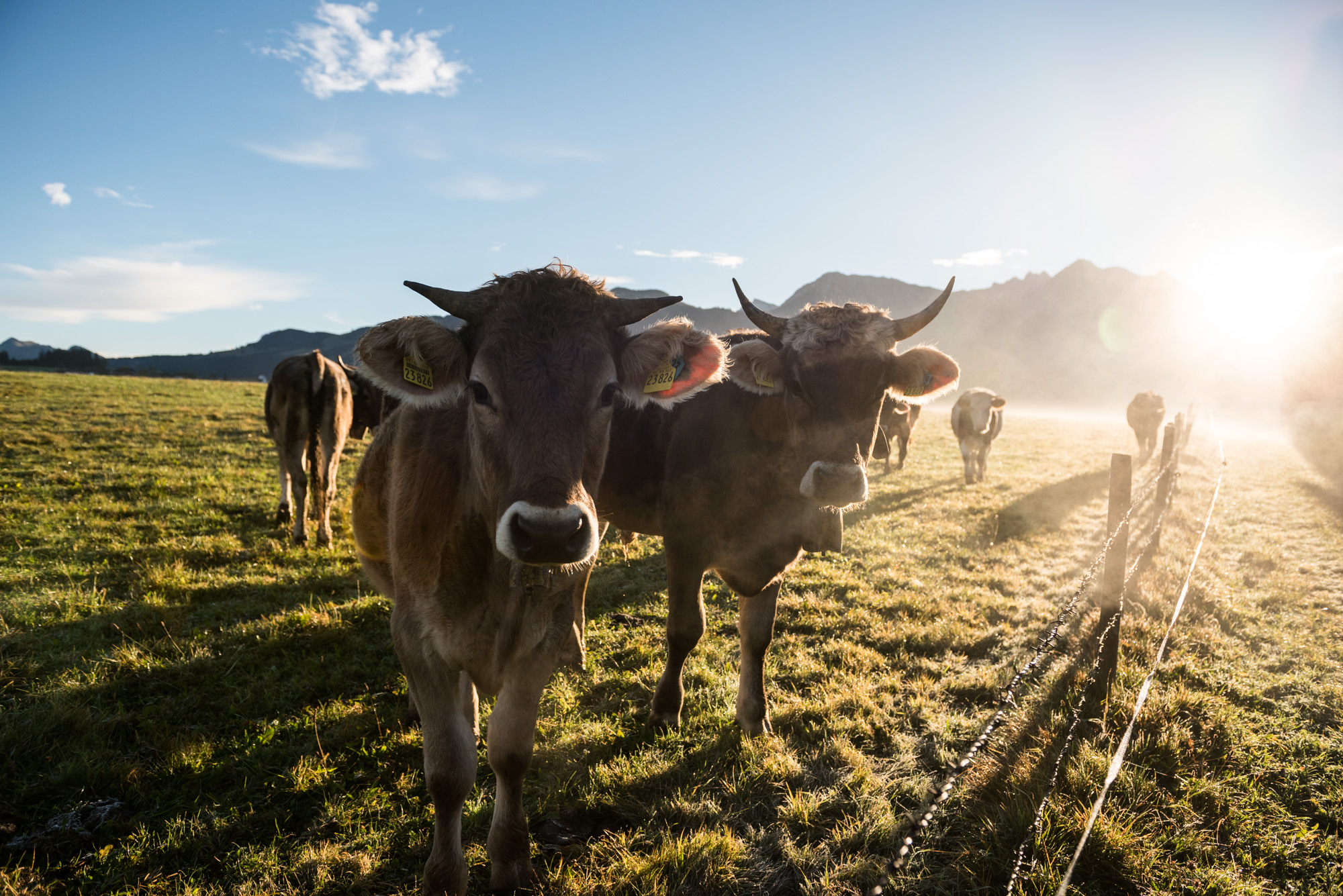 Kühe auf der Weide im Herbst - Hörnerdörfer Wanderurlaub