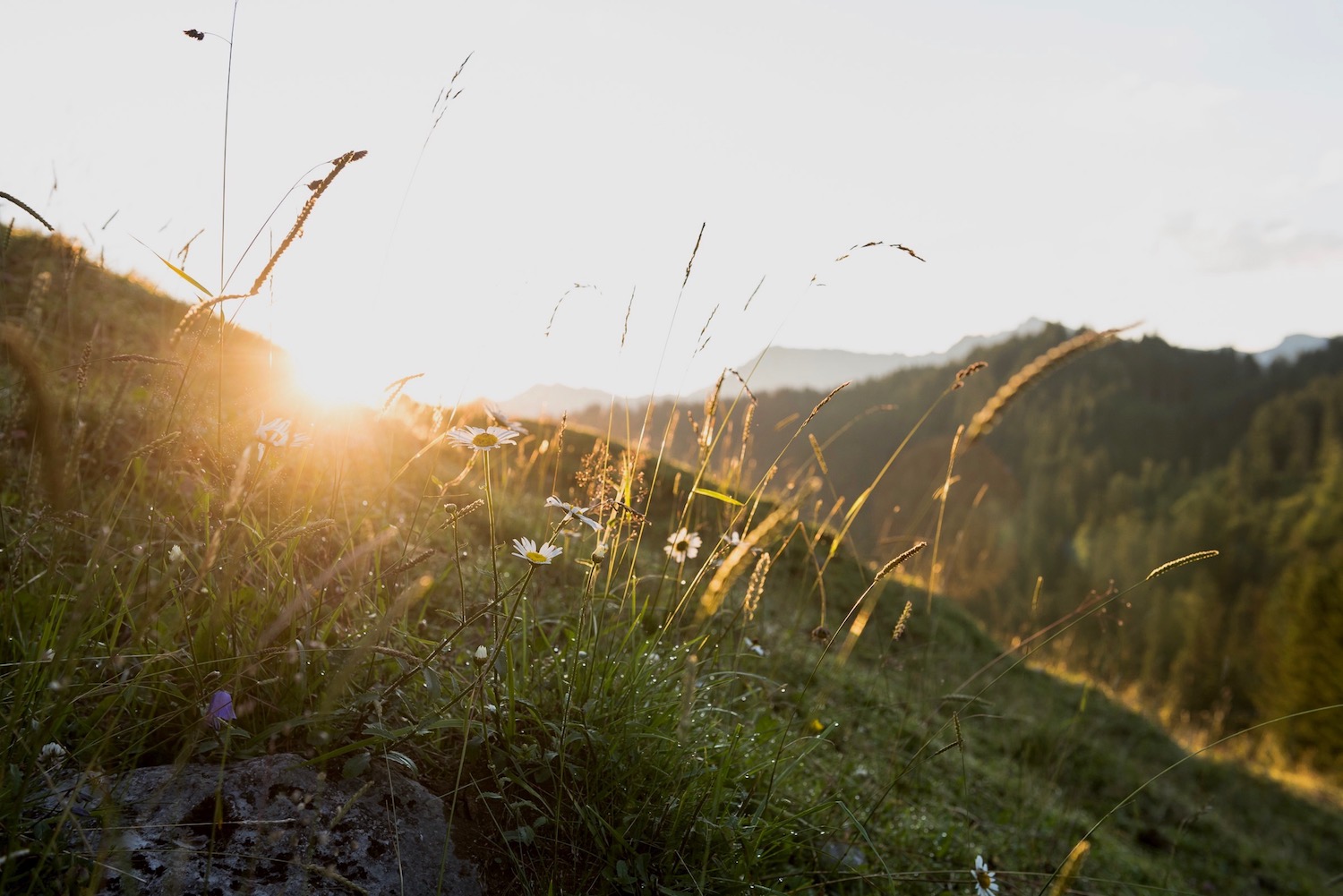 Morgenfrische auf einer Alpe in den Hörnerdörfern im Allgäu