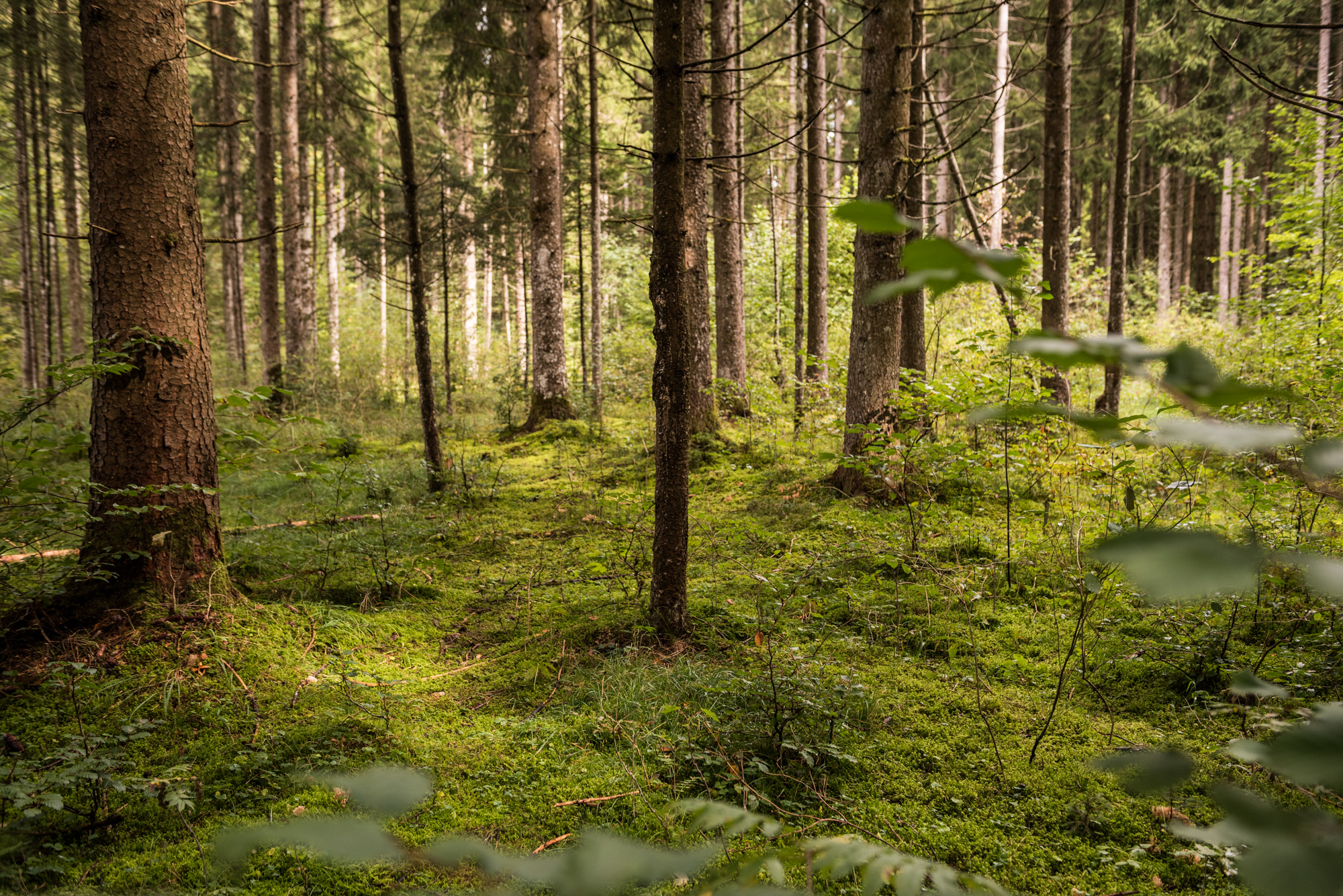 Waldbaden - Achtsamkeit Hörnerdörfer