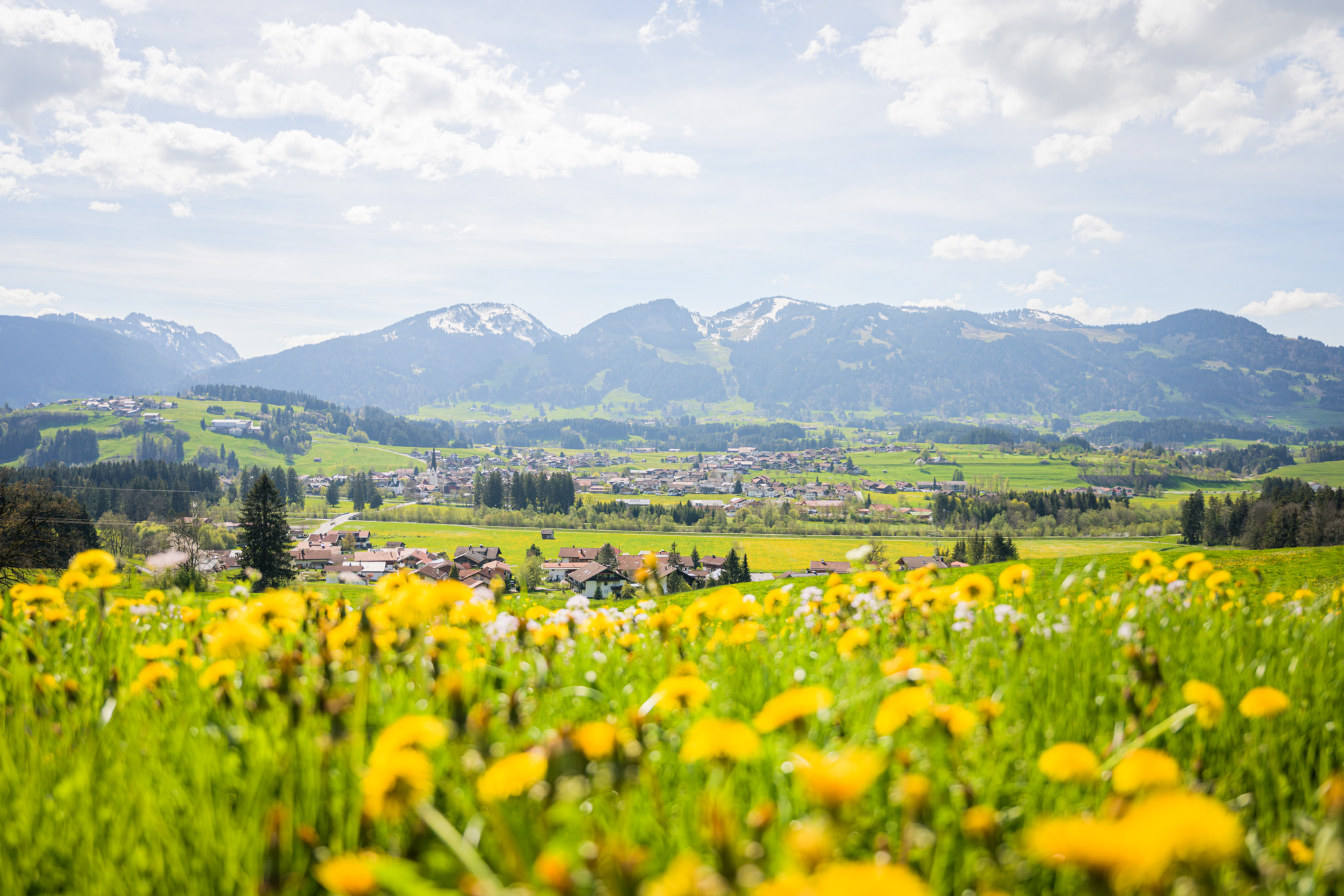 Gelbe Wiesen im Löwenzahnfrühling im Illertal der Hörnerdörfer