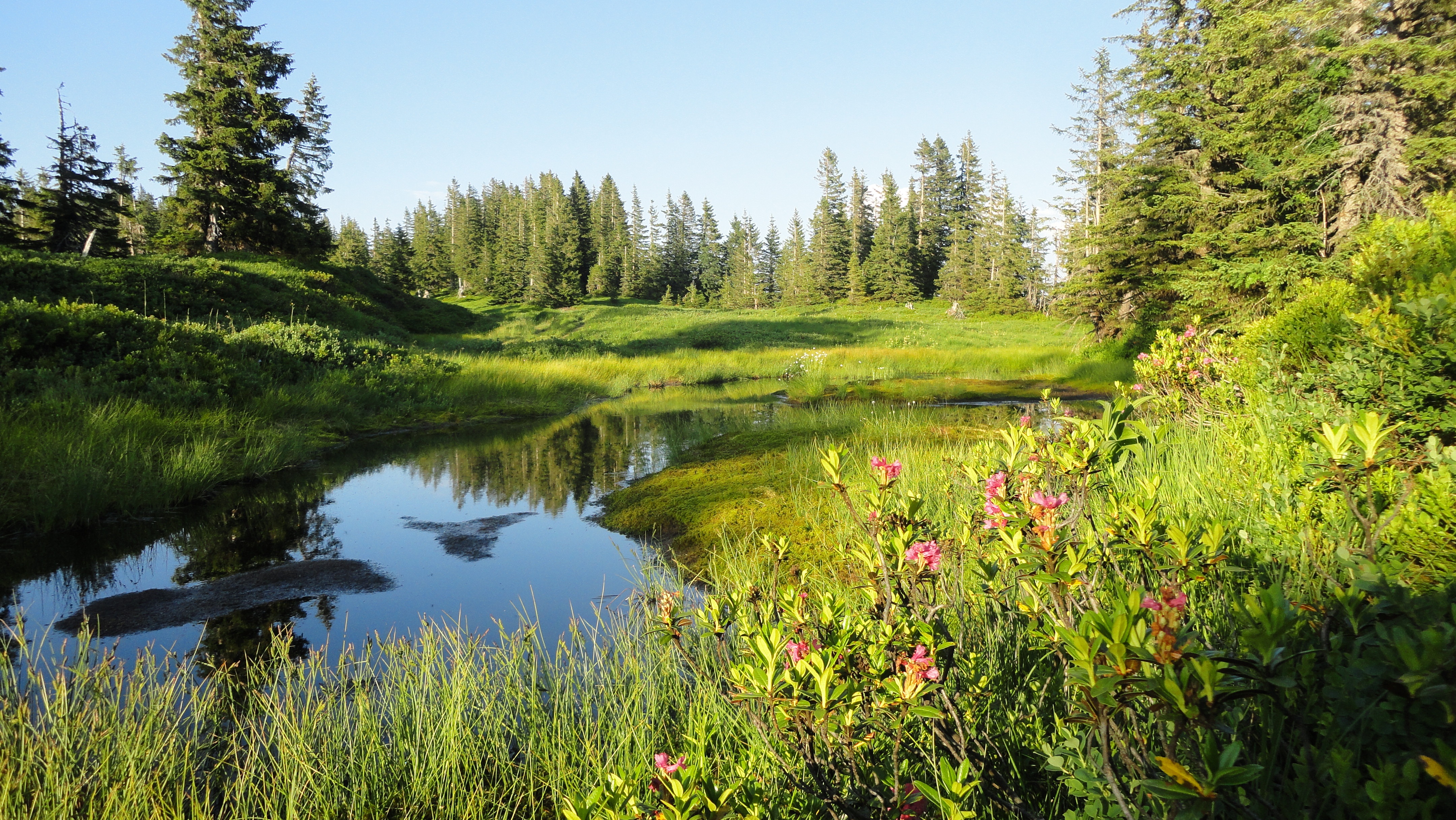 Wannenkopf Hochmoor bei Bolsterlang - Hörnerdörfer im Allgäu