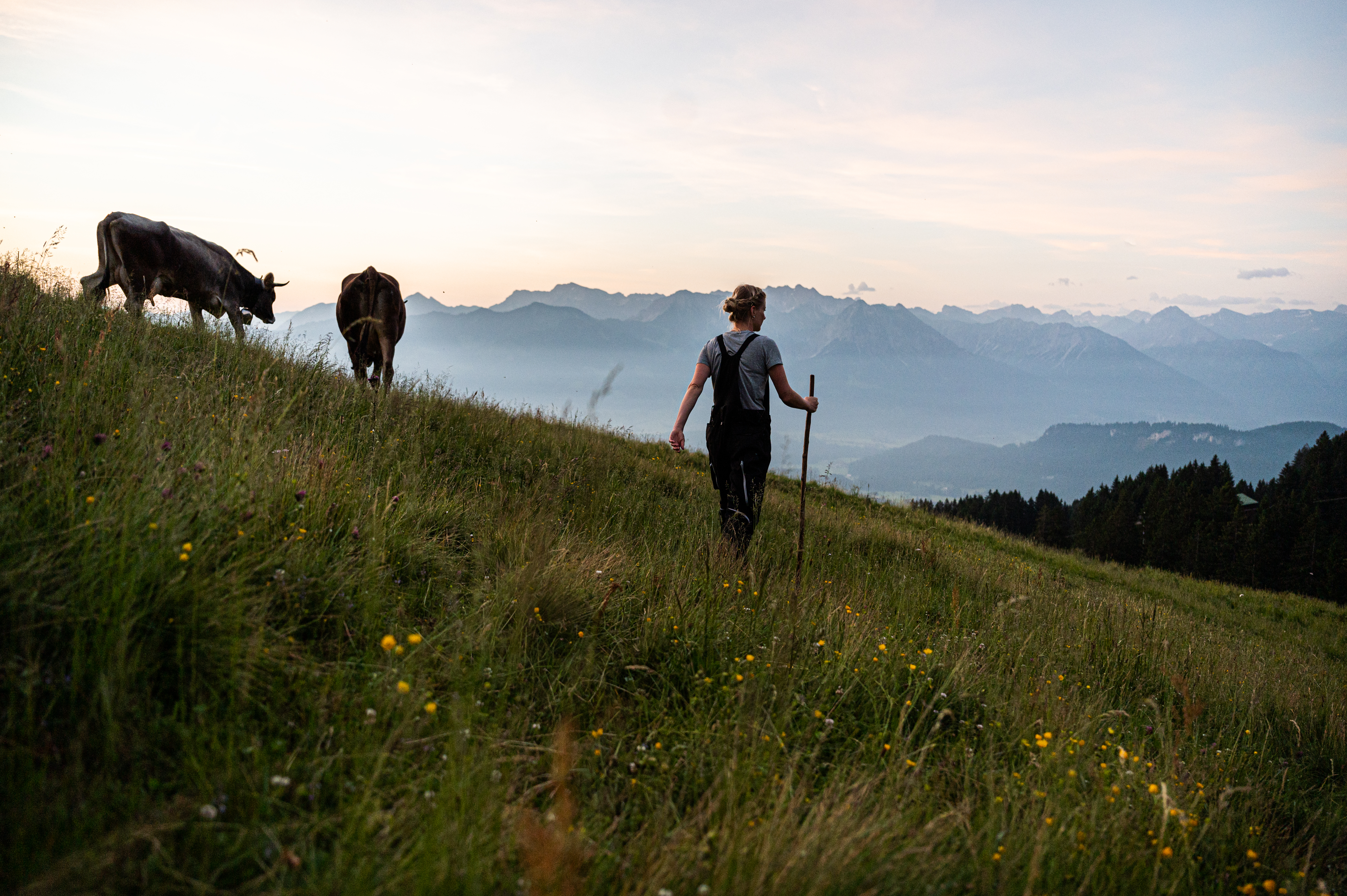 Vieh auf der Sennalpe Ornach in Bolsterlang