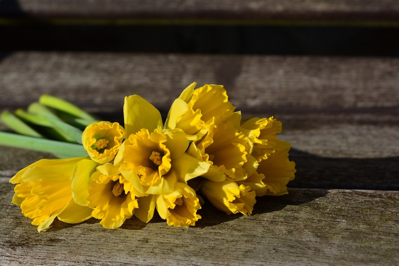Der Frühling steht vor der Tür - und mit ihm all die farbenfrohen Blumen. 