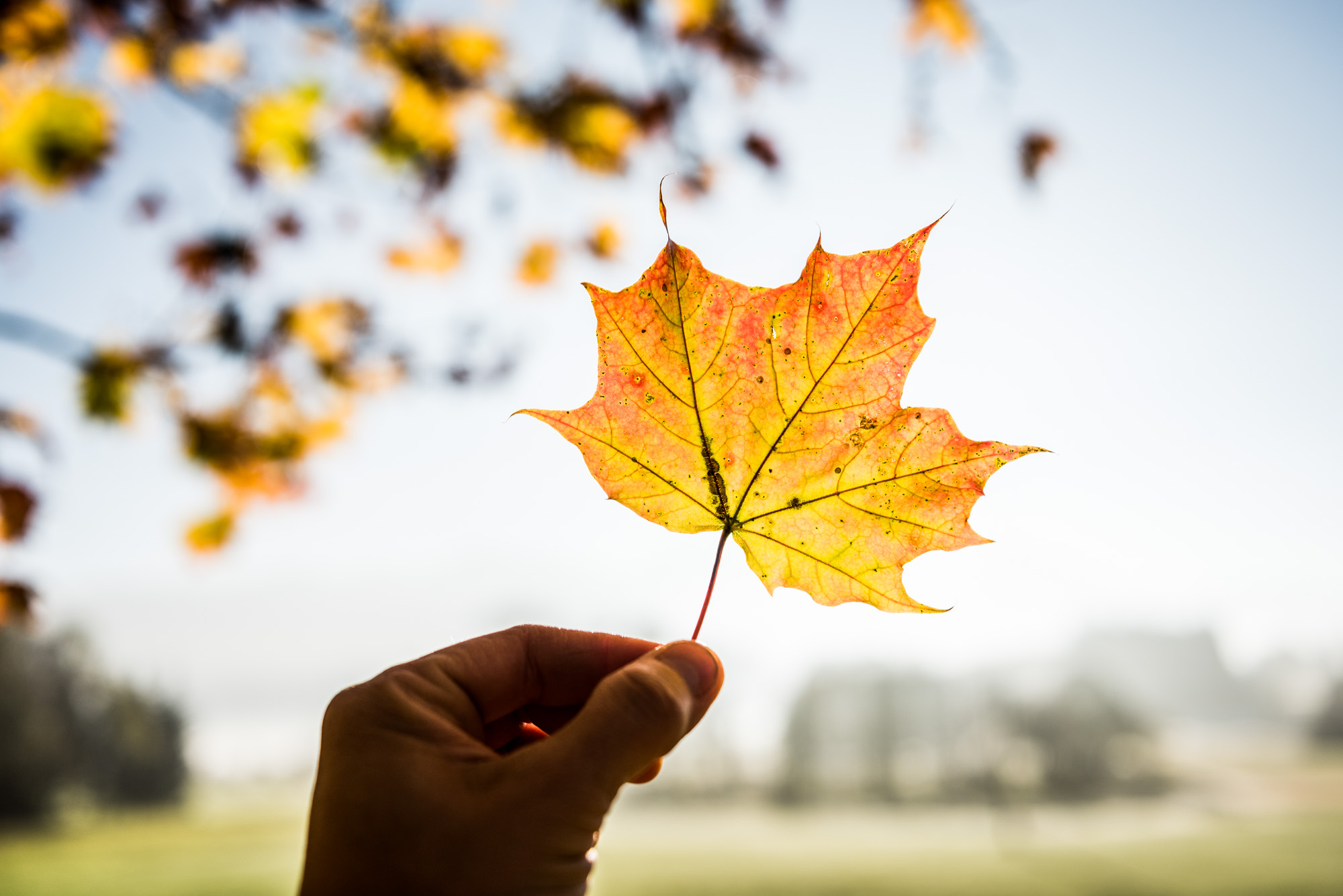 Gesundheit im Gepäck – Wandern im Allgäuer Spätherbst