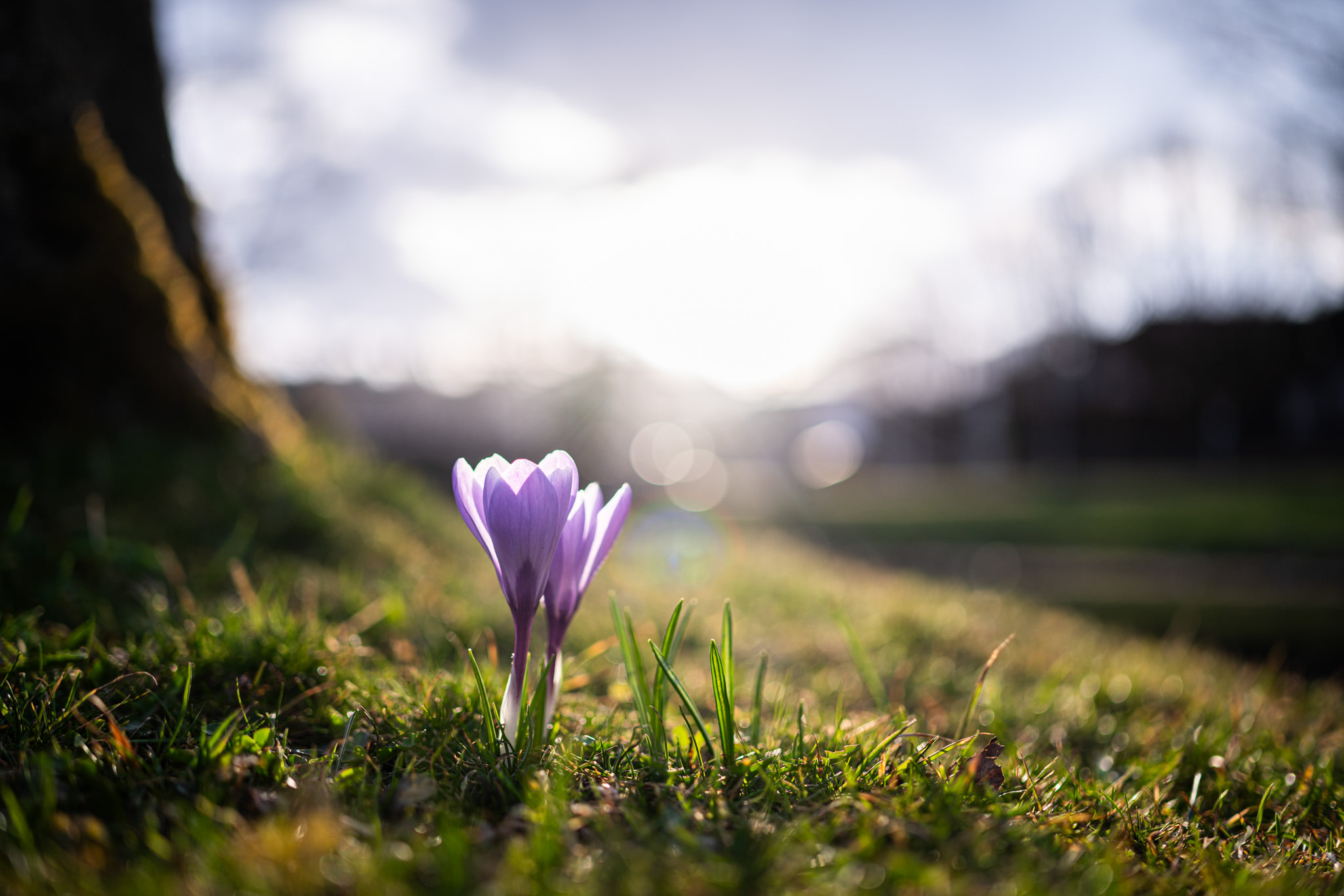 Ein lila Krokus auf grüner Wiese.