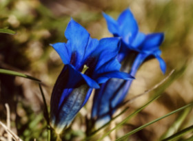 Enzian - Hörnerdörfer im Allgäu
