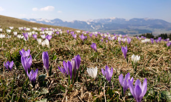 Krokusse - Hörnerdörfer im Allgäu