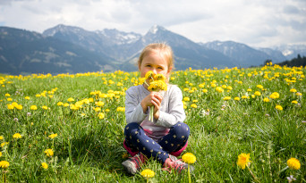 Löwenzahnblüte in den Hörnerdörfern im Allgäu