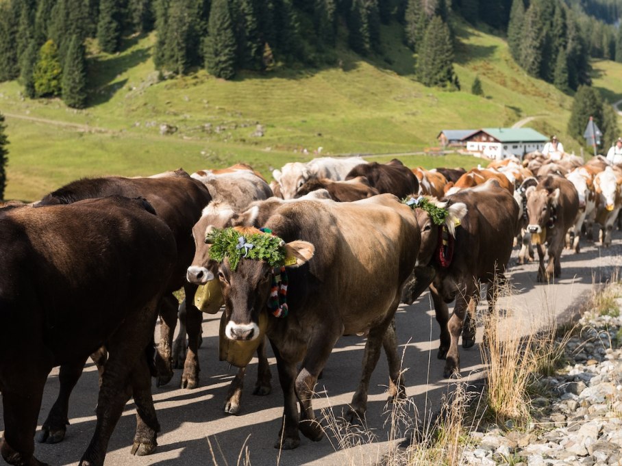 Vieh beim Auszug von der Alpe Dinjörgen