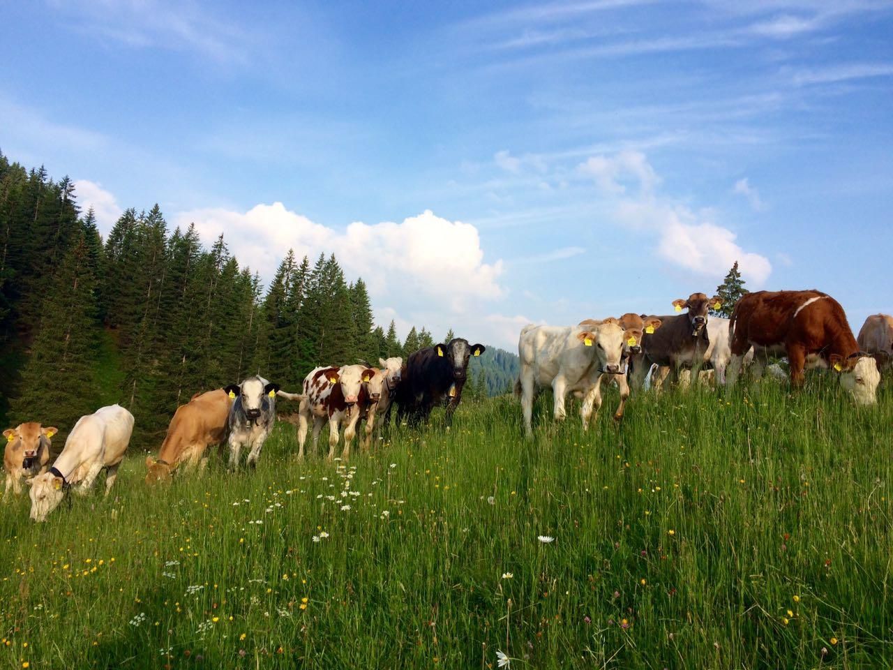Kühe unterschiedlicher Fellfarben auf einer grünen Wiese mit gelben und weißen Blüten, im Hintergrund ein Wald und blauer Himmel mit weißen Wolken.