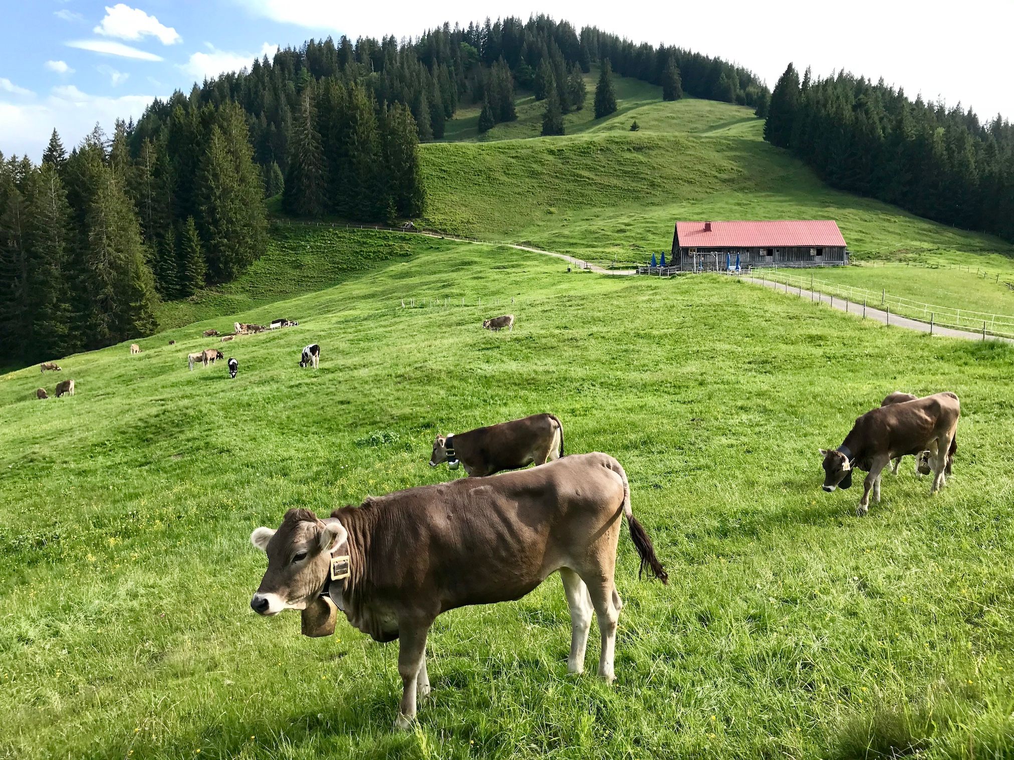 Kühe auf der Alpwiese vor der Fahnengehren Alpe, Sigiswanger Horn im Hintergrund