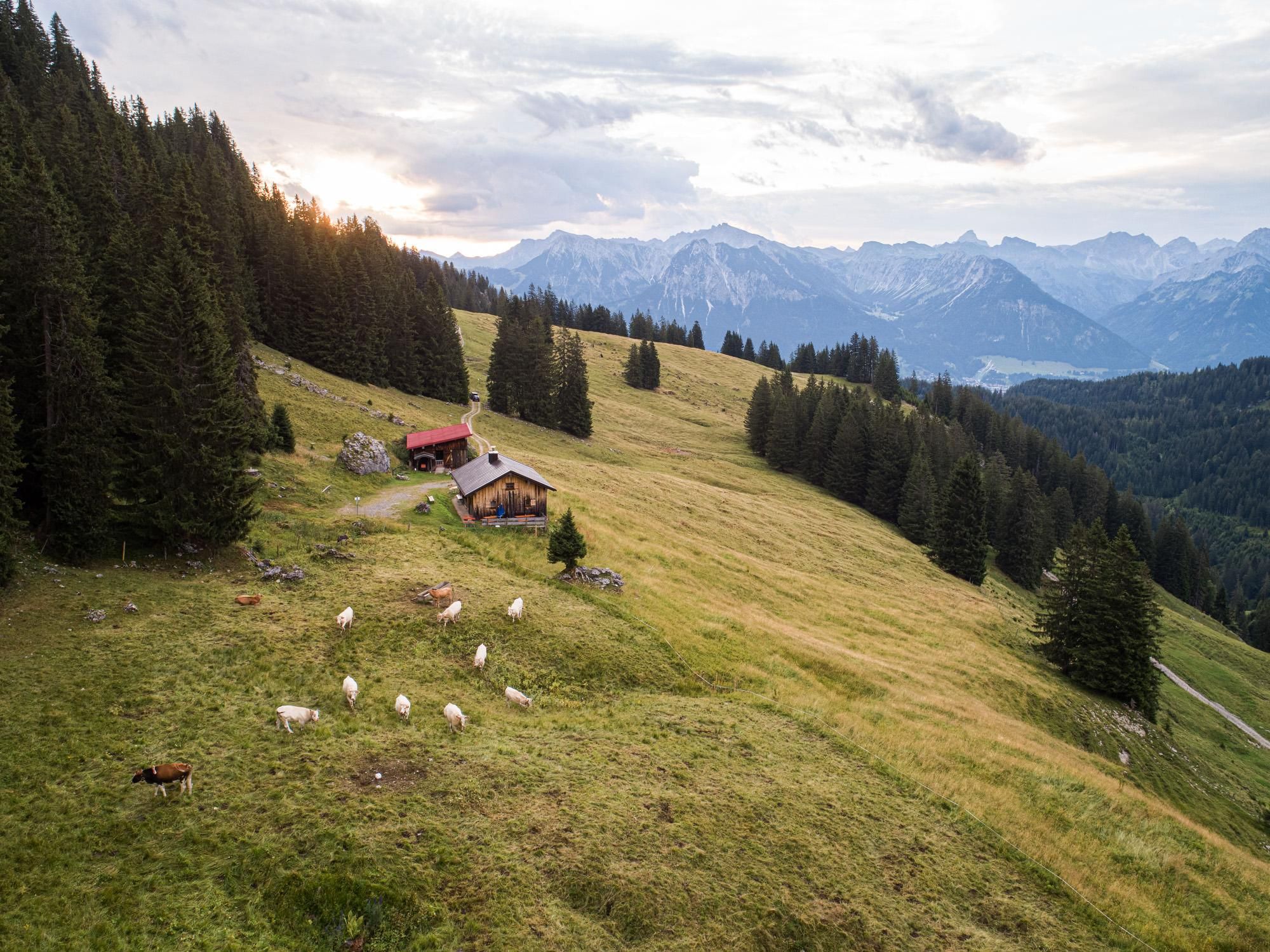 Eine malerische Berglandschaft mit grünen Wiesen und schattenspendenden Bäumen. Im Vordergrund sind Schafe zu sehen, während im Hintergrund majestätische Berge thronen.