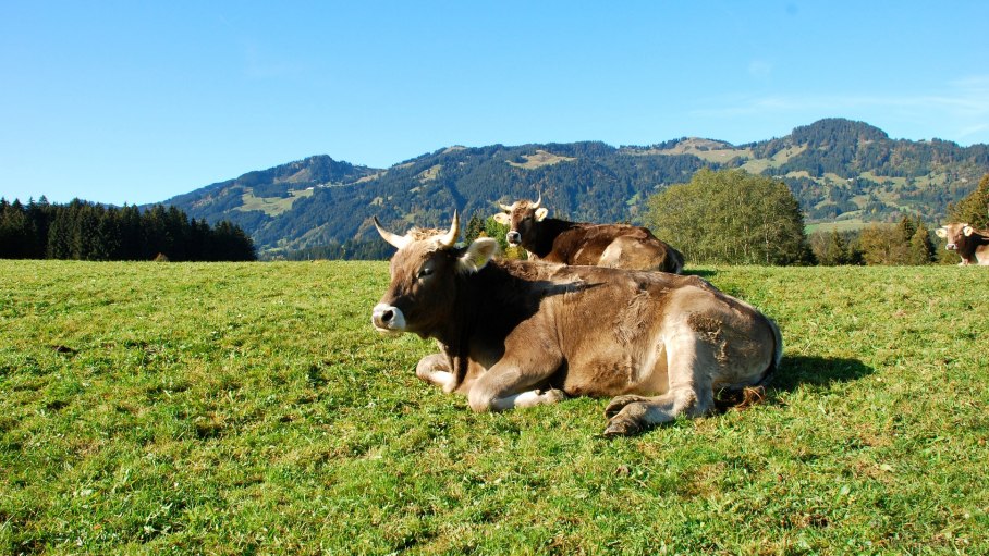 Kühe auf der Weide, © Ofterschwang