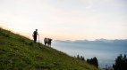 Die Wanderung führt vorbei an Alpweiden, © Tourismus Hörnerdörfer - F. Kjer