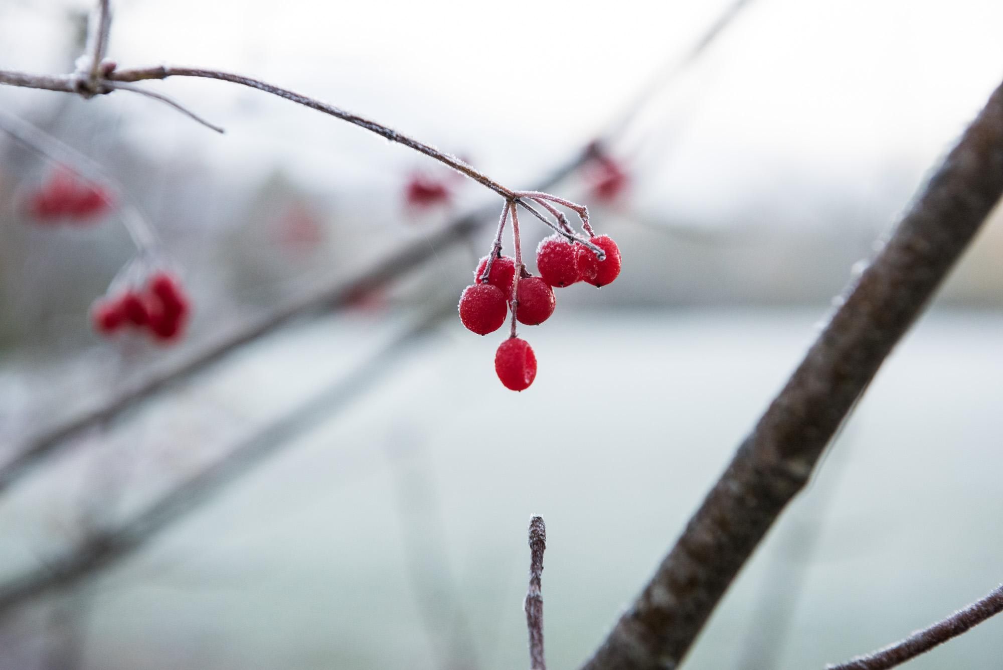 Ein Nahaufnahme von roten Beeren an einem kahlen, frostbedeckten Ast.