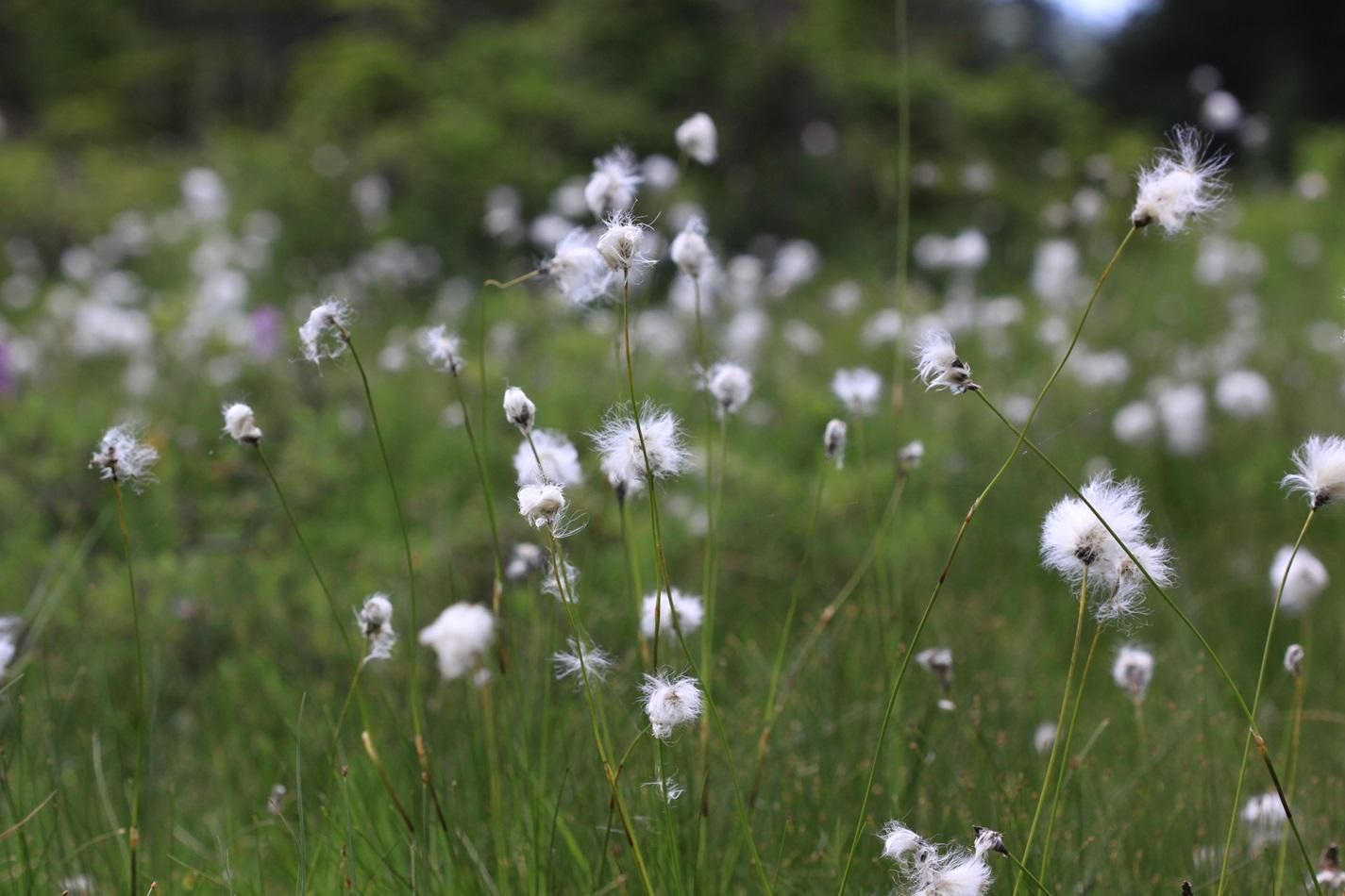 Weißes Wollgras (Eriophorum) mit ihren charakteristischen baumwollartigen Samenständen wächst auf einer grünen Wiese.